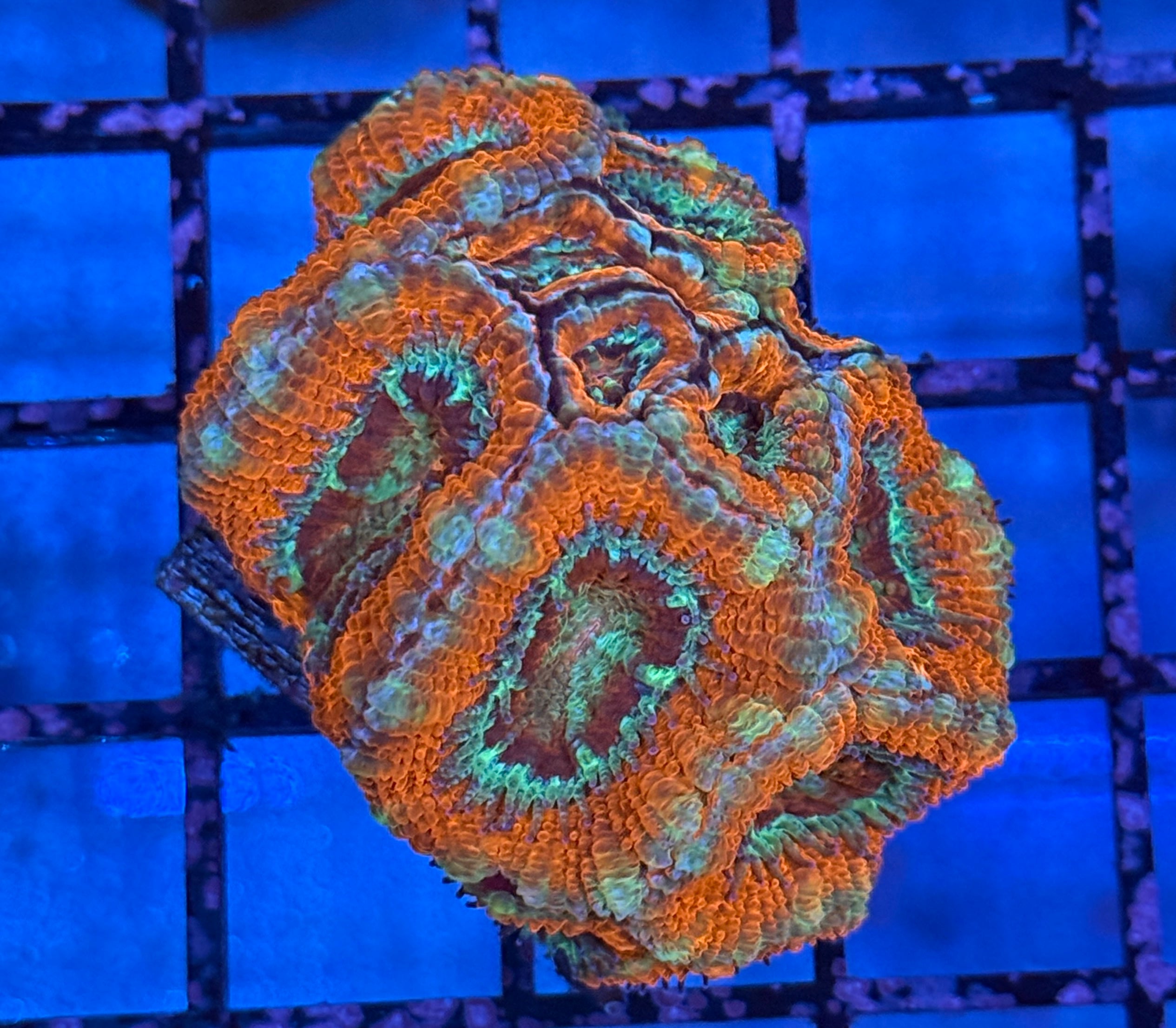 Ultra Acan Frag 19