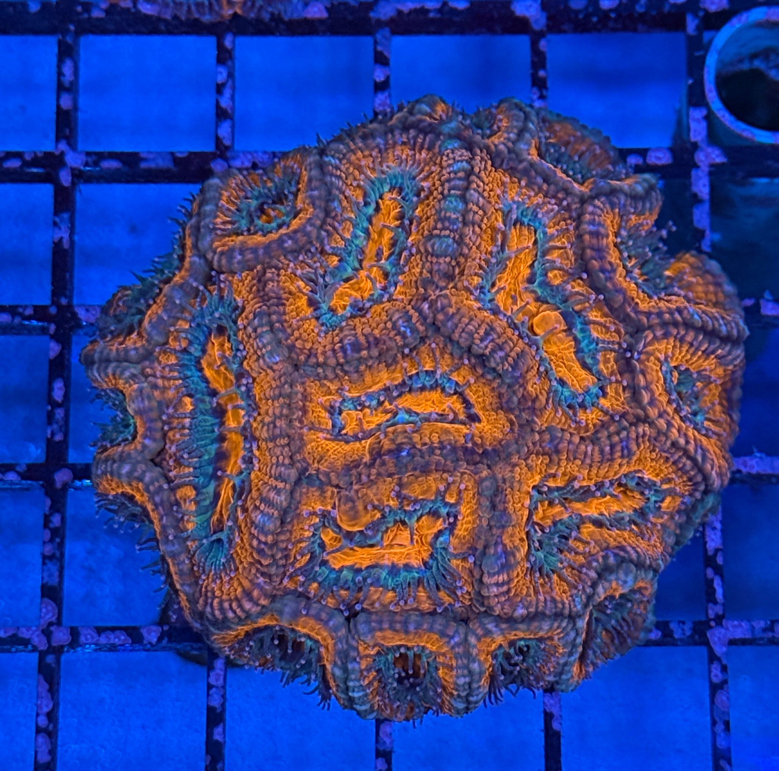 Ultra Acan 20