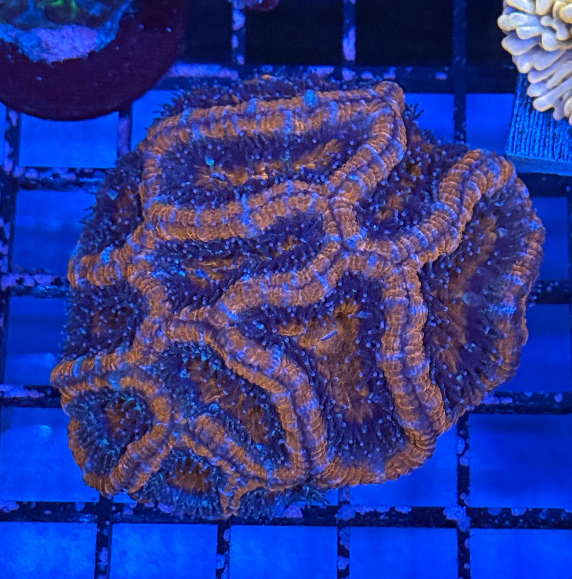 Ultra Acan 21