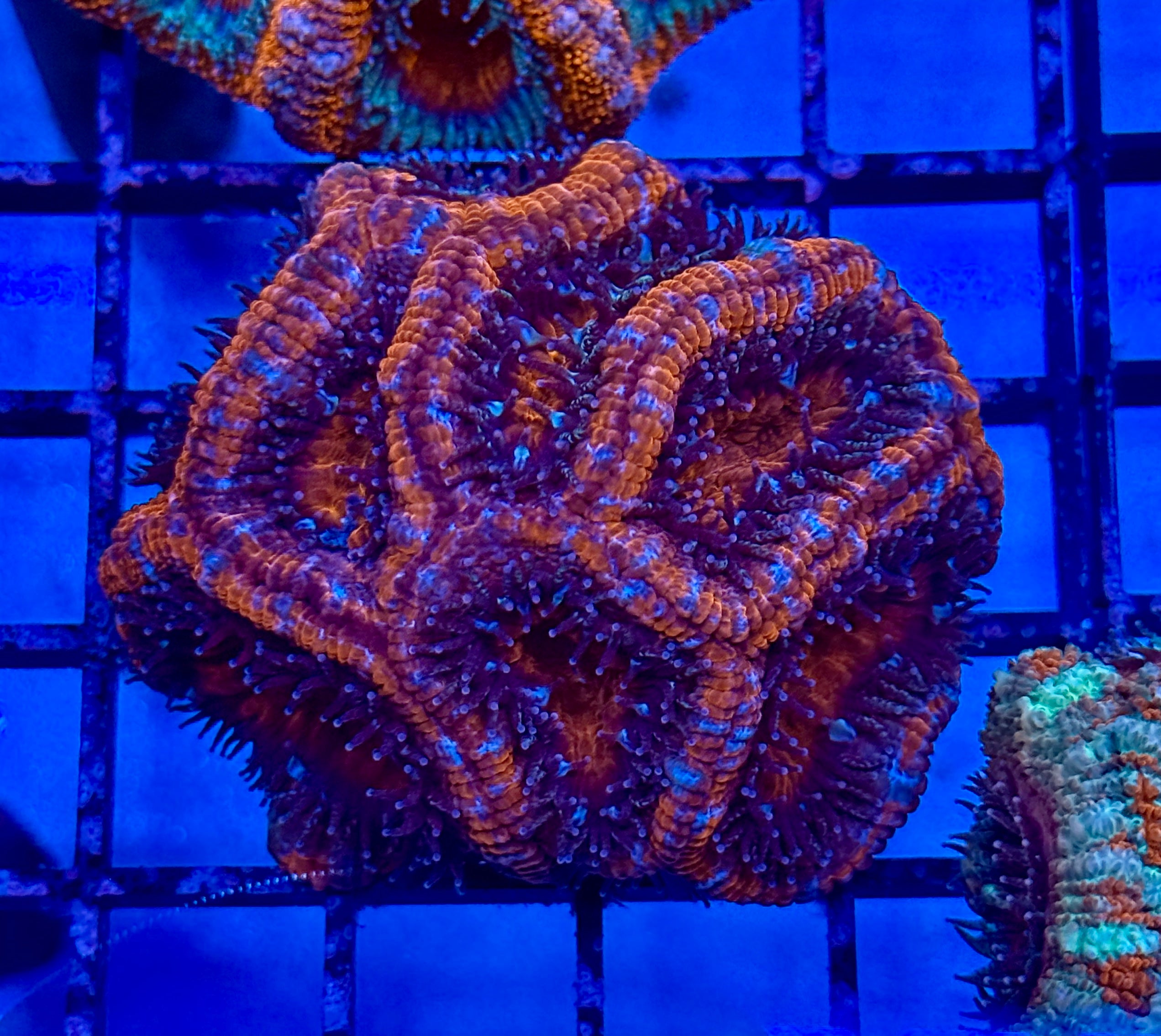 Ultra Acan 22