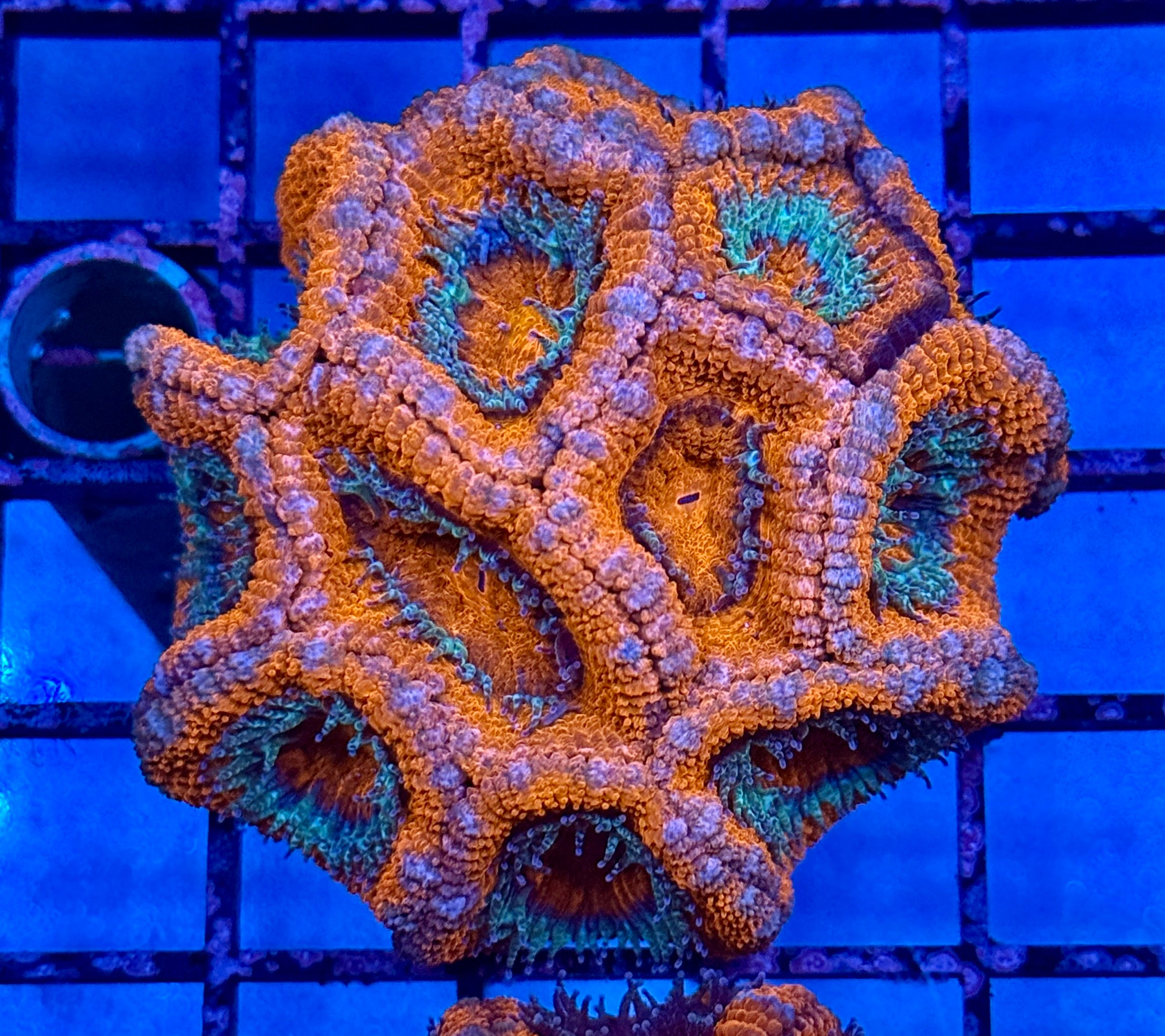 Ultra Acan 23