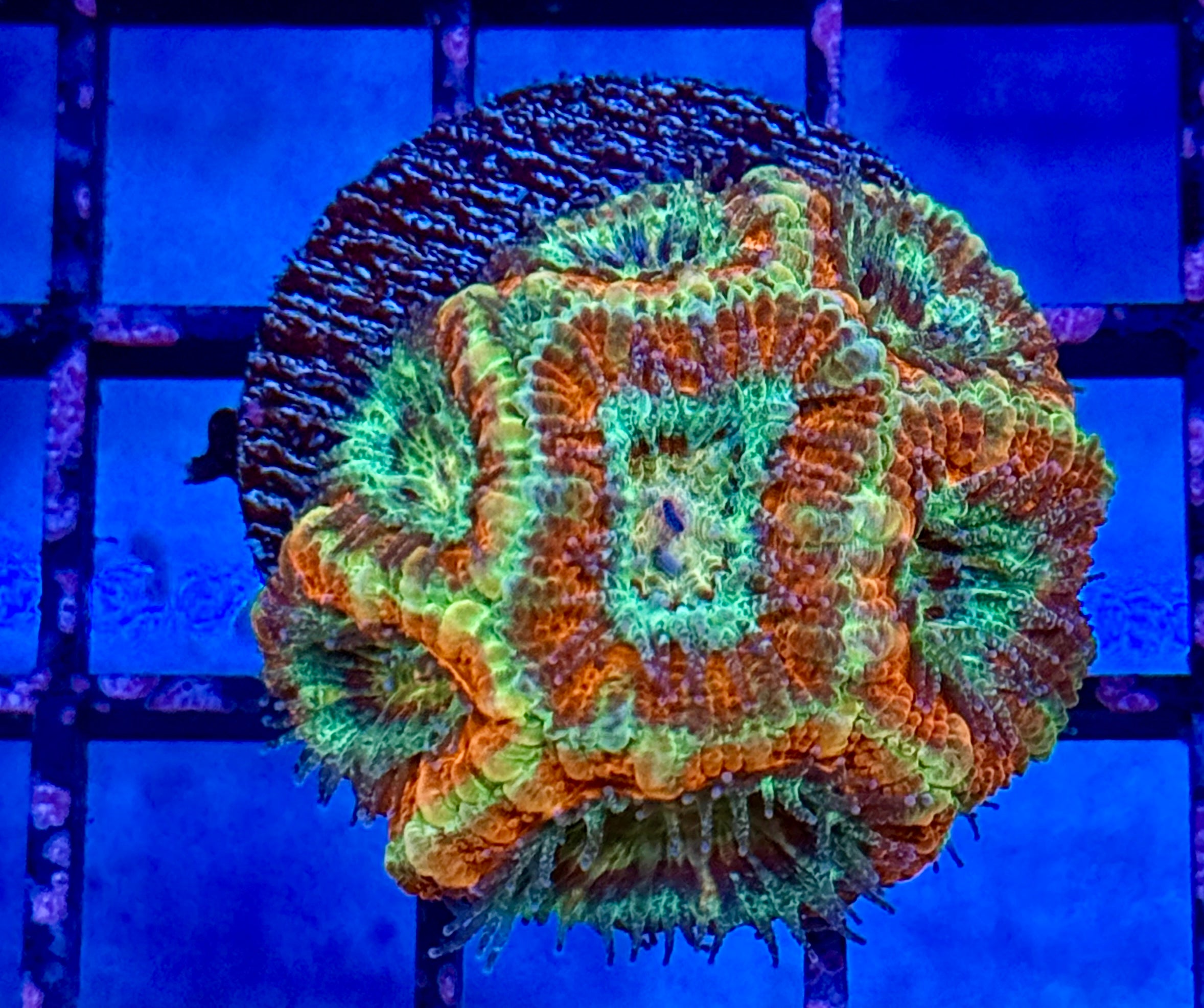 Ultra Acan 24