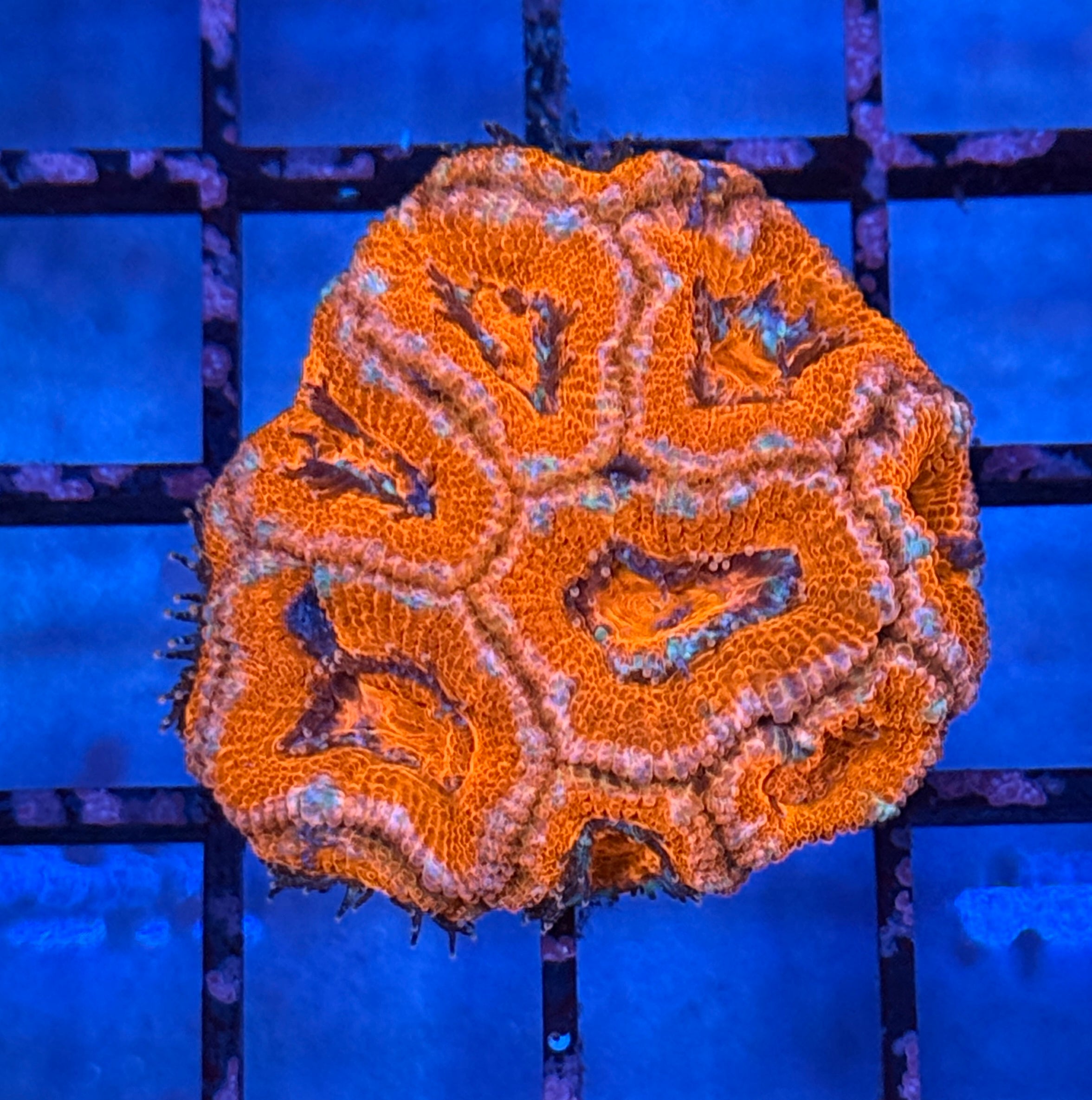 Ultra Acan 25