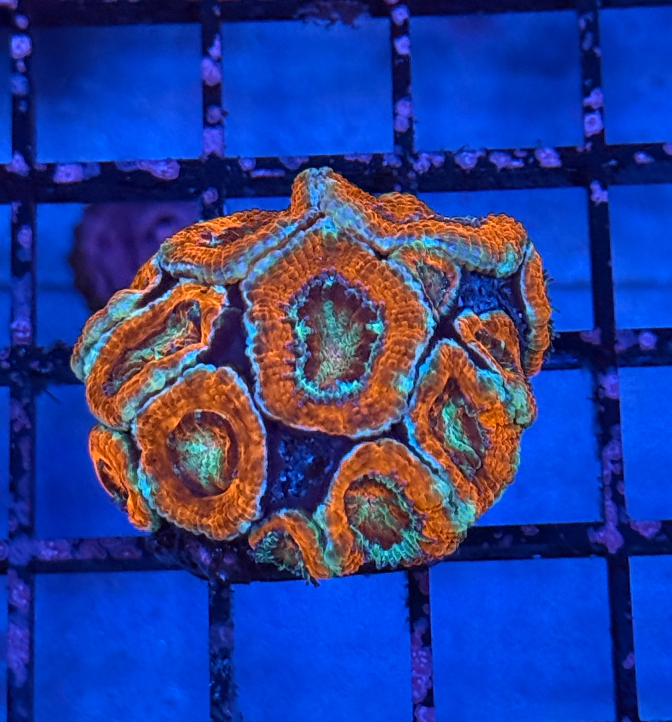 Ultra Acan 26