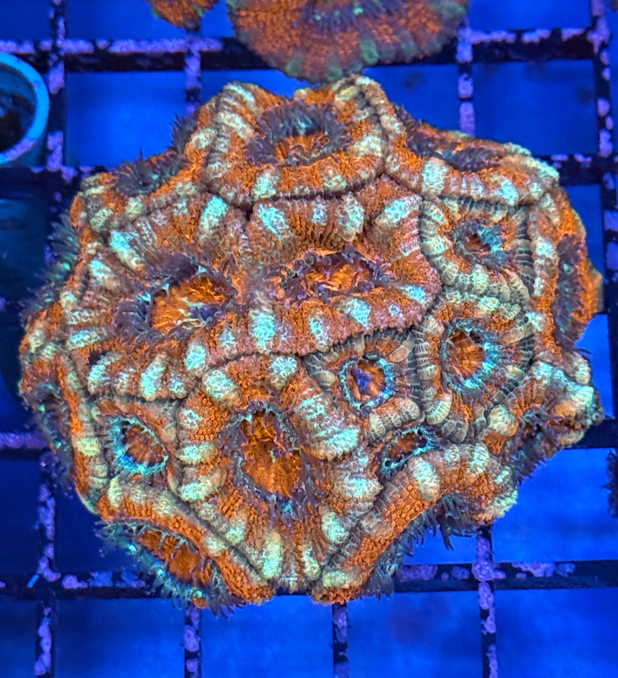 Ultra Acan 27