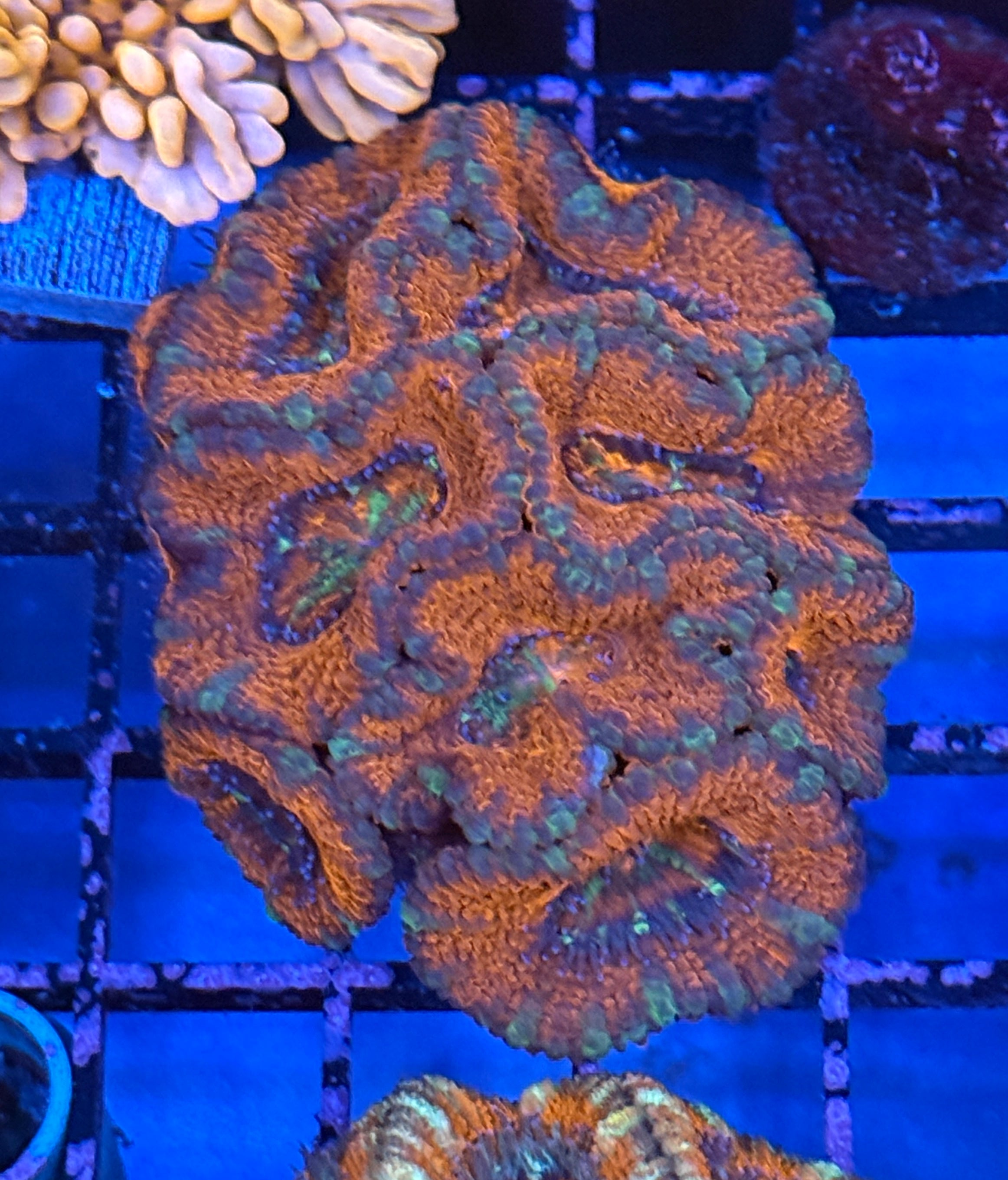 Ultra Acan 28