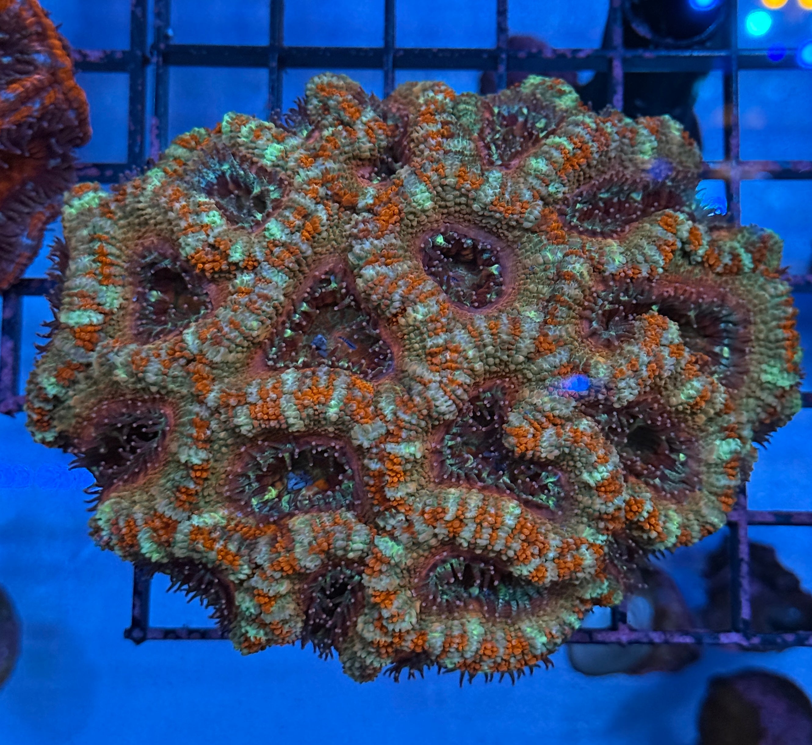 Ultra Asian Acan 29