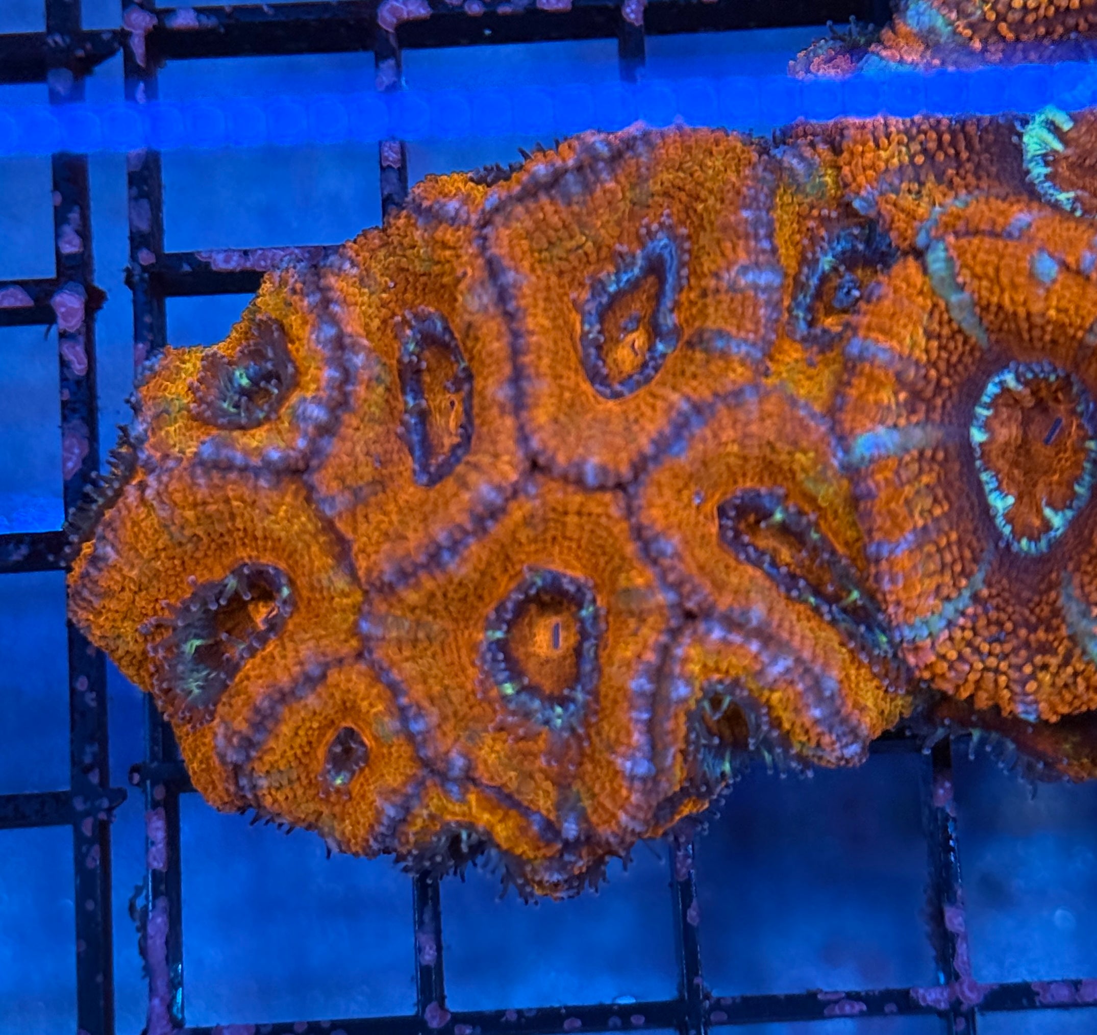 Ultra Acan 31