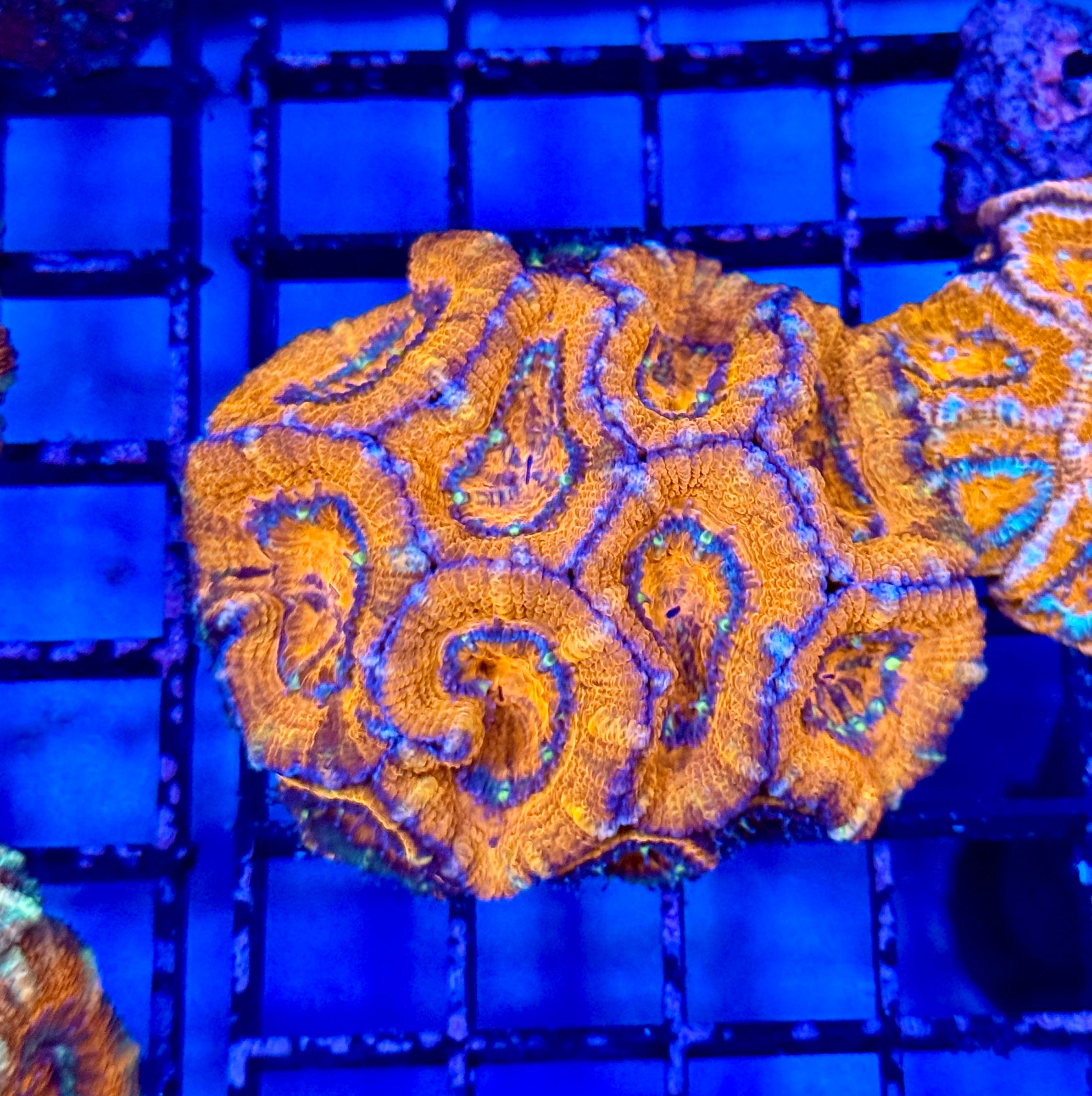 Ultra Acan 32