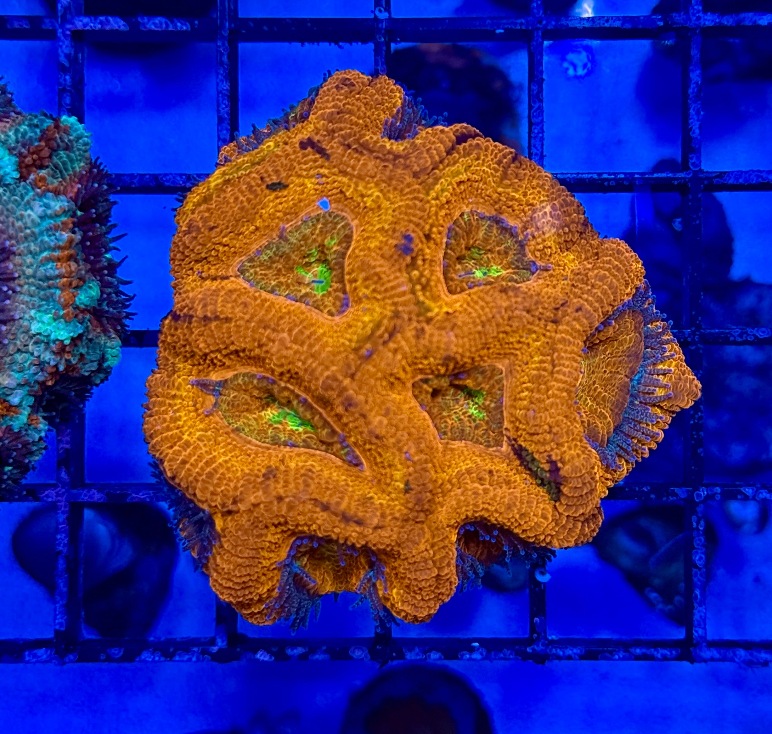 Ultra Acan 33