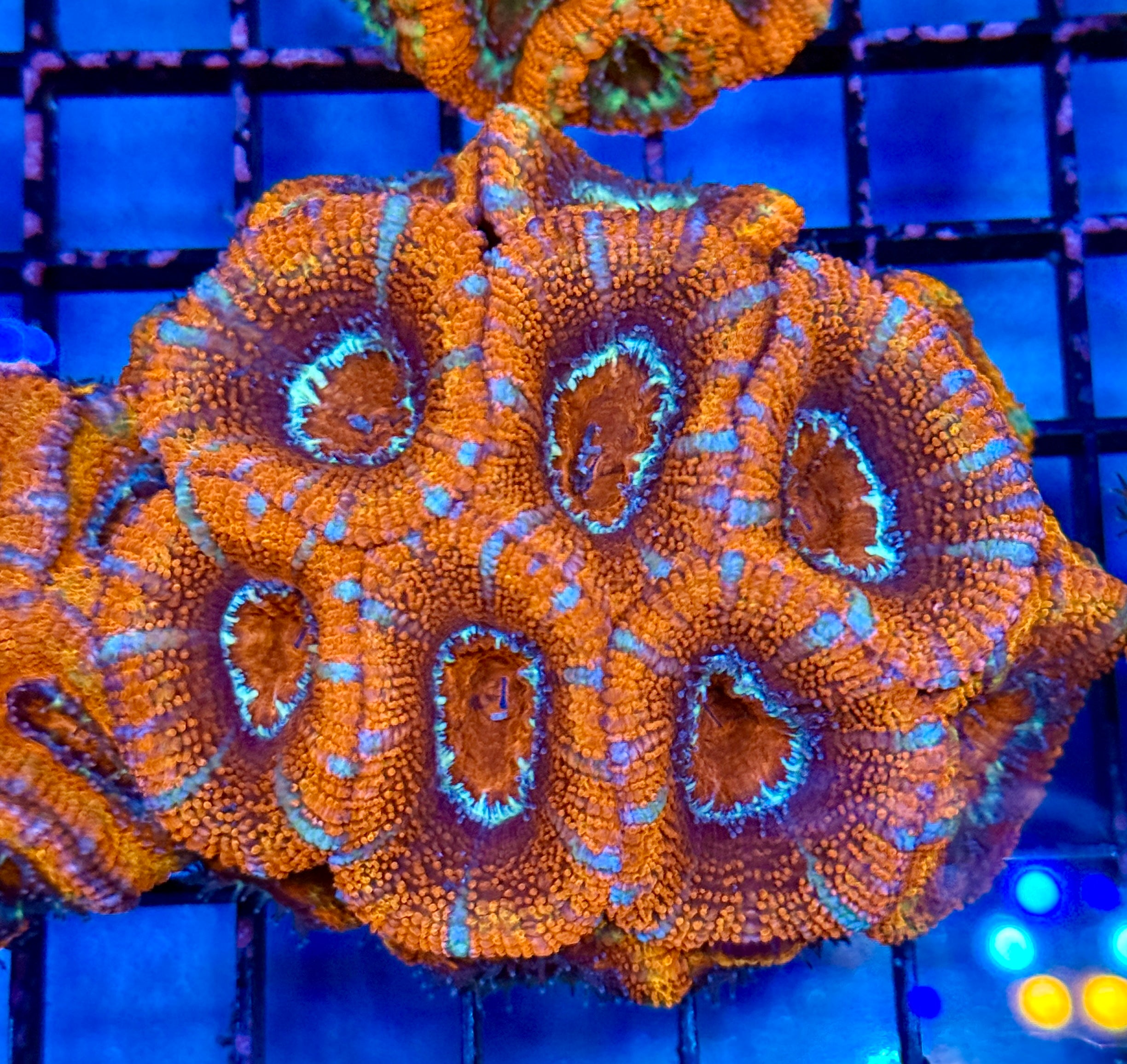 Ultra Acan 35