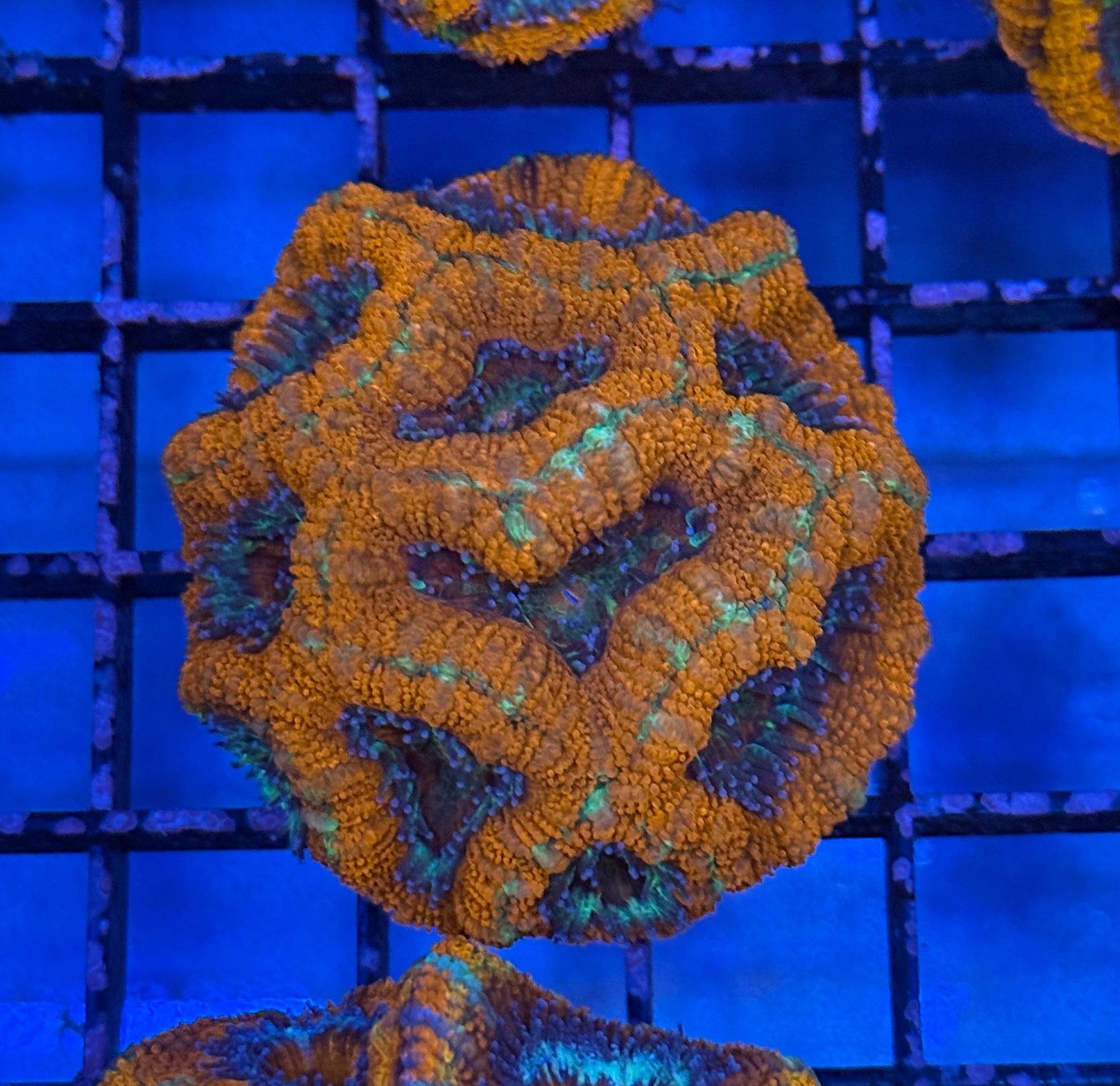 Ultra Acan 36