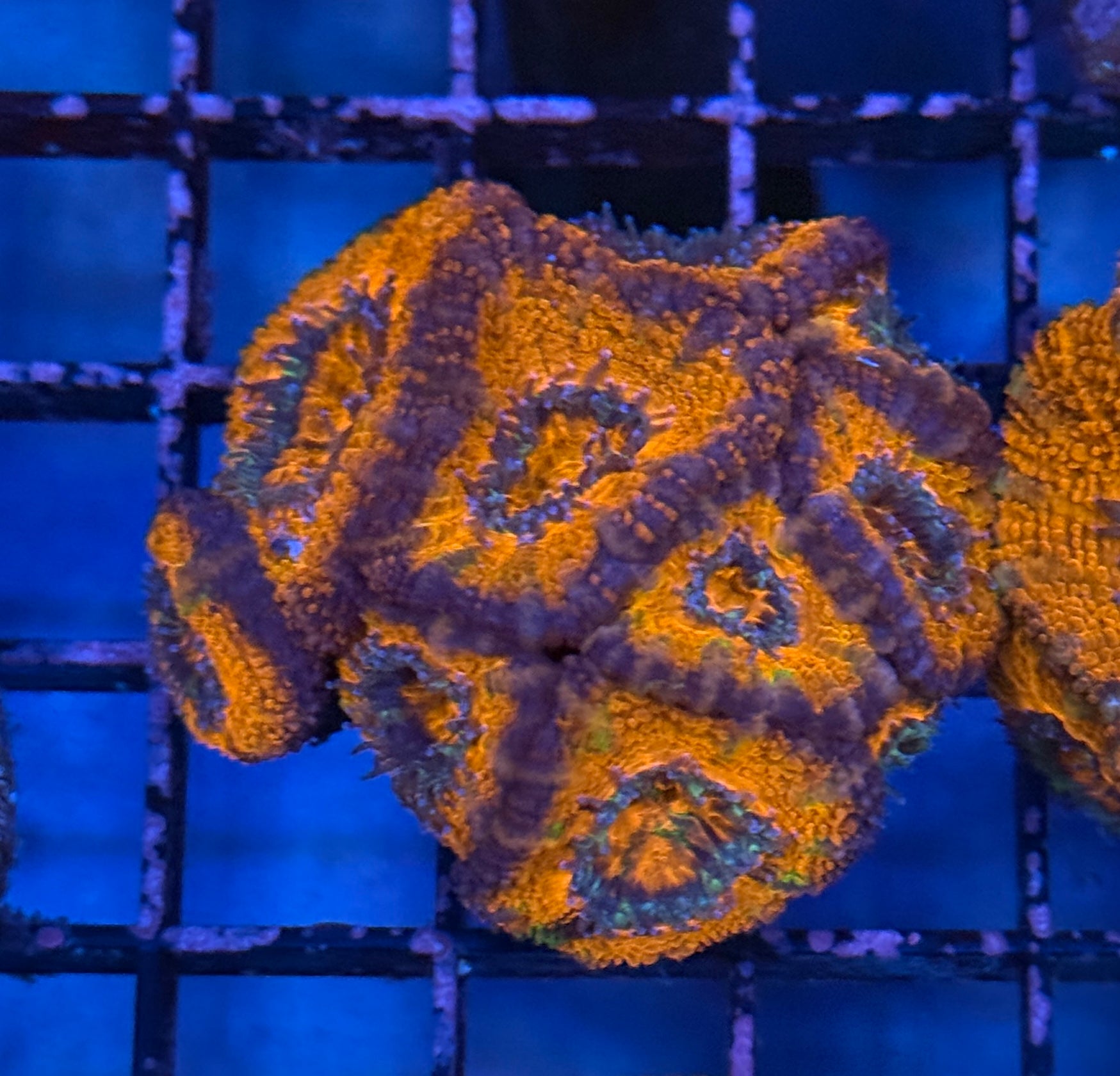 Ultra Acan 37