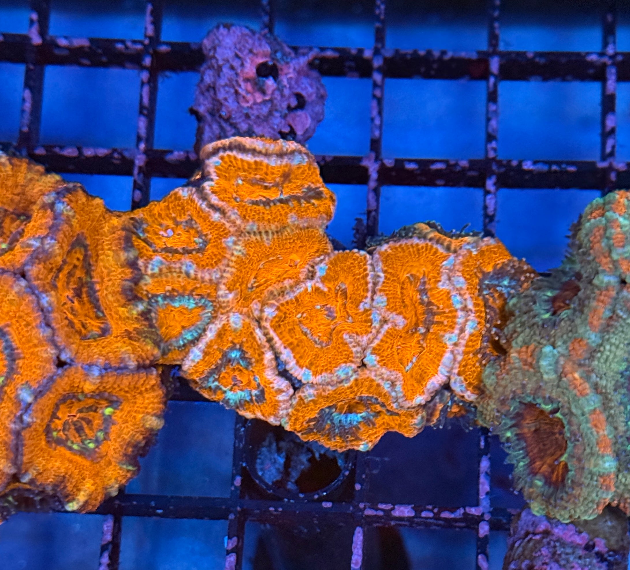 Ultra Acan 38