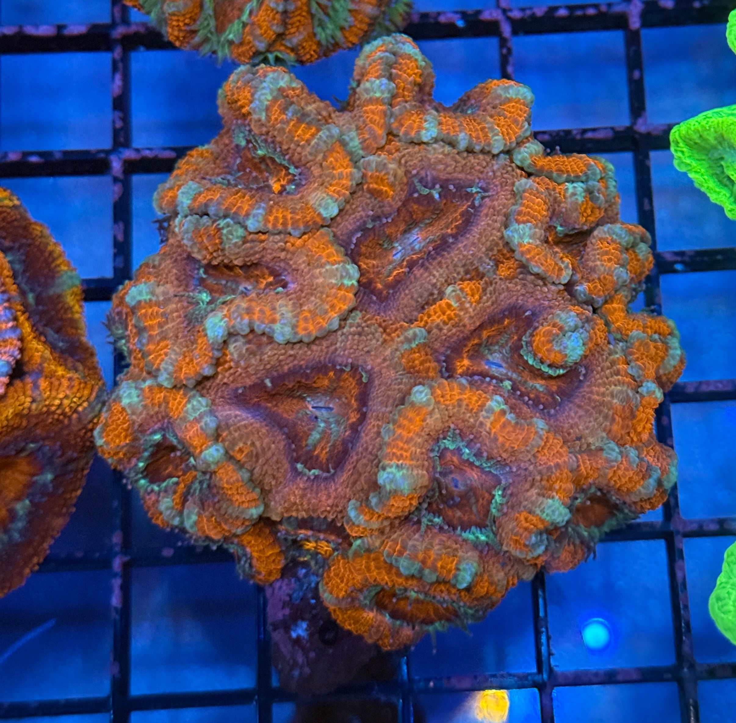 Ultra Acan 39