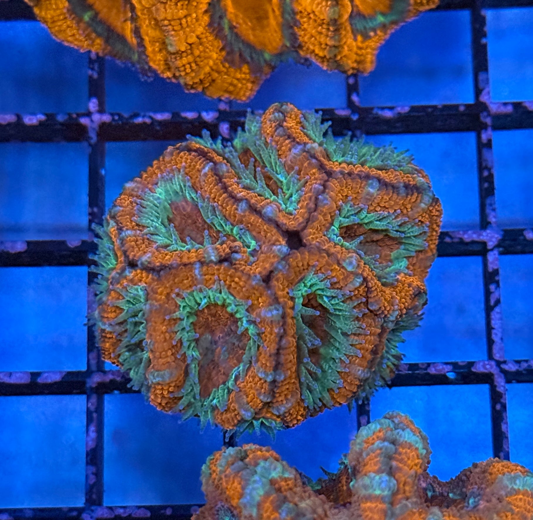 Ultra Acan 40