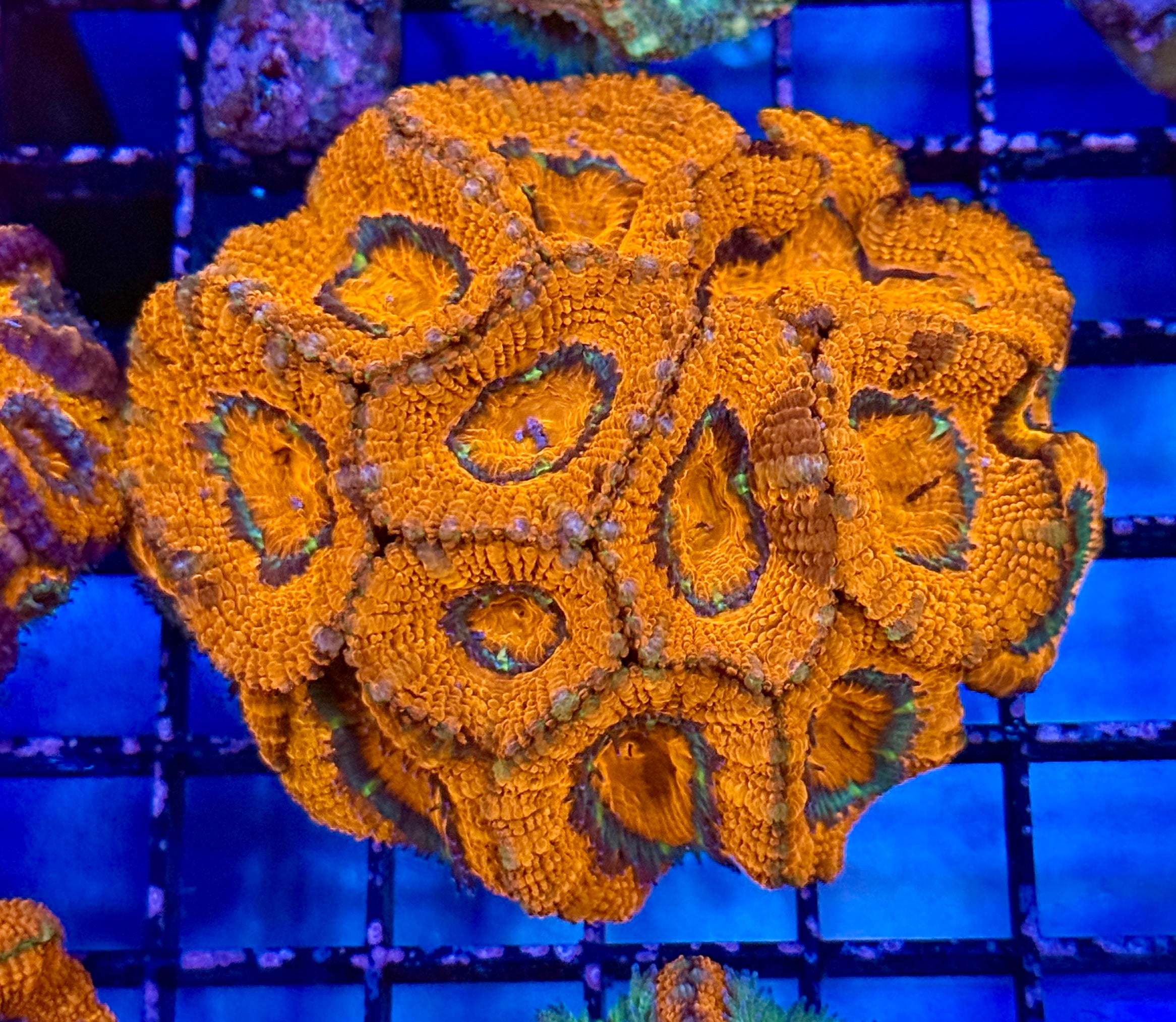 Ultra Acan 41