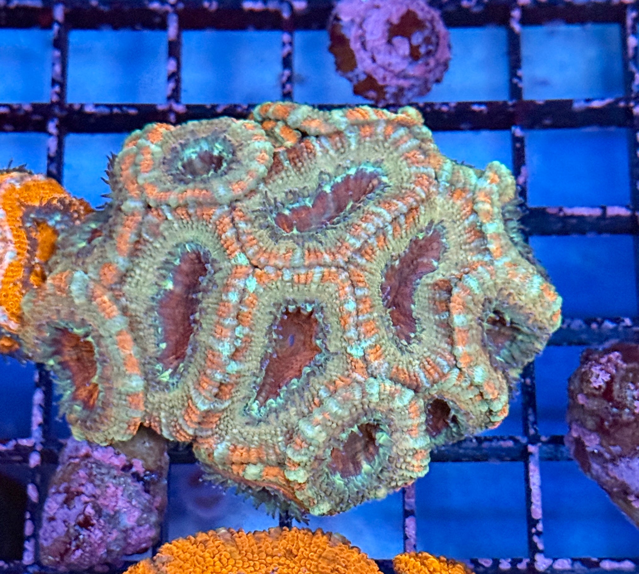 Ultra Acan 42