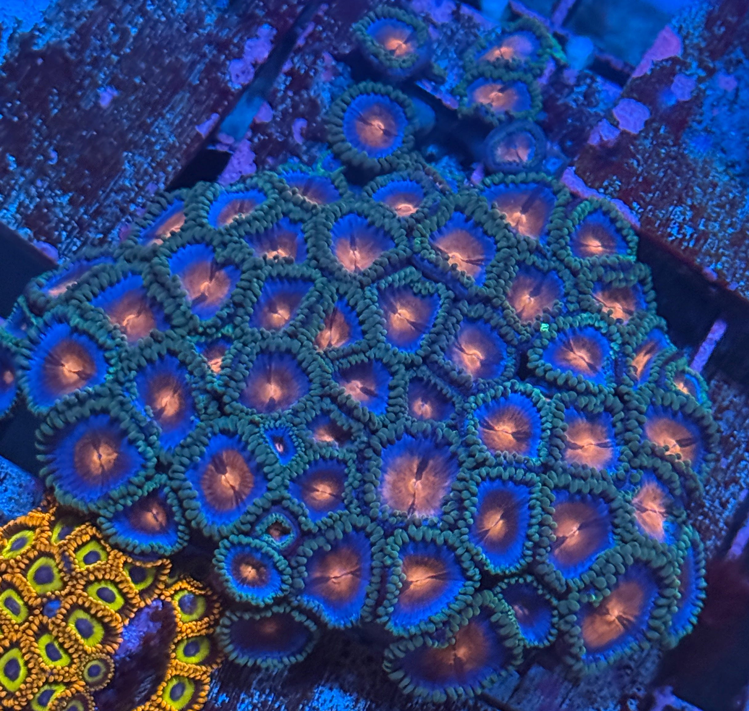 Miami Vice Zoa Colony