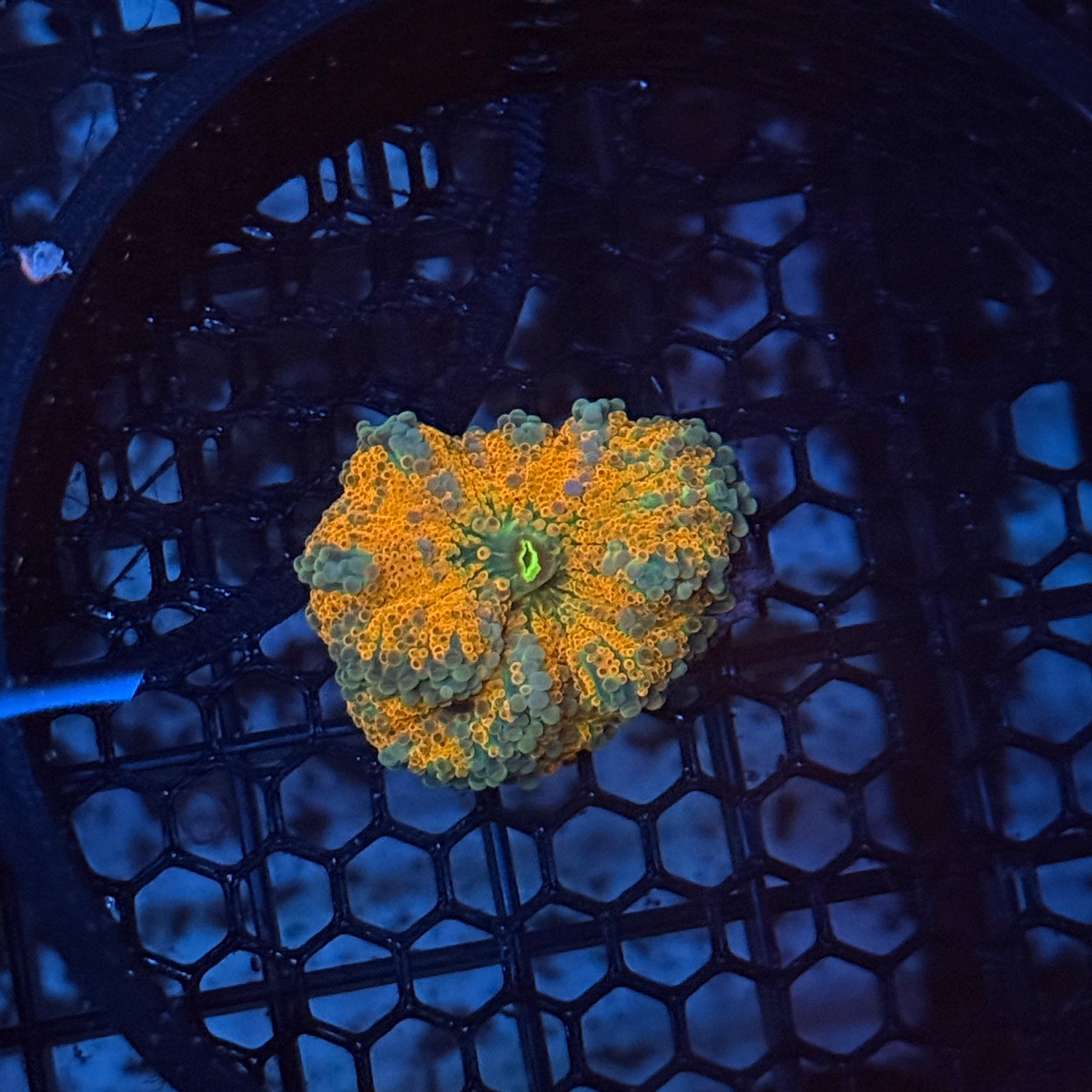 Ultra Yuma Orange and Green Mushroom 1