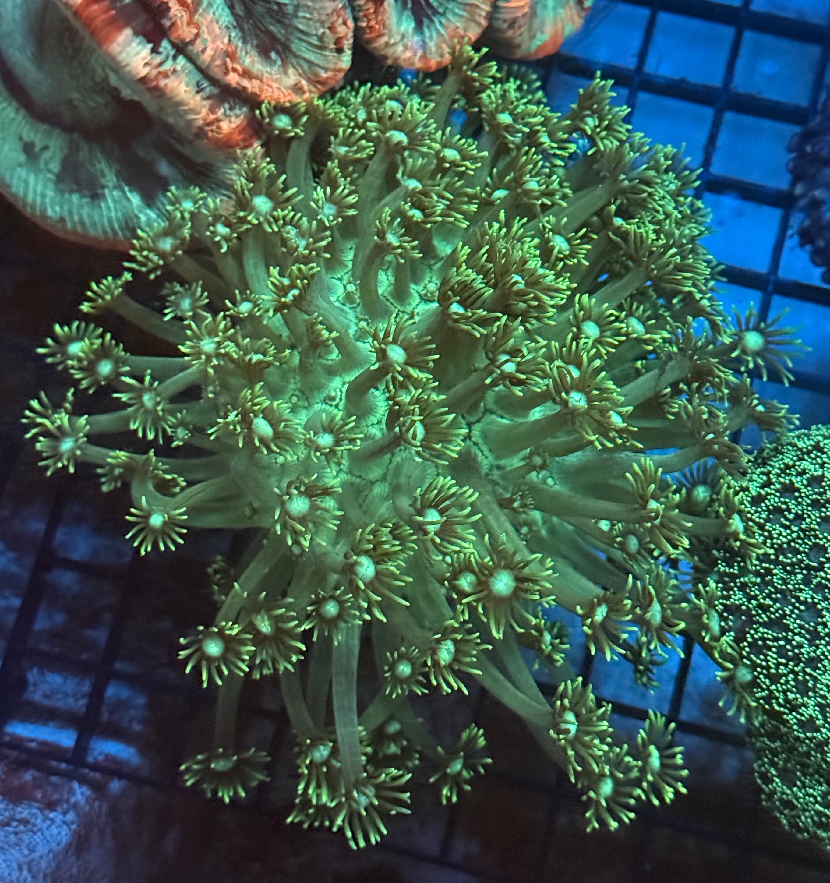 Deep Green Goni Mini Colony