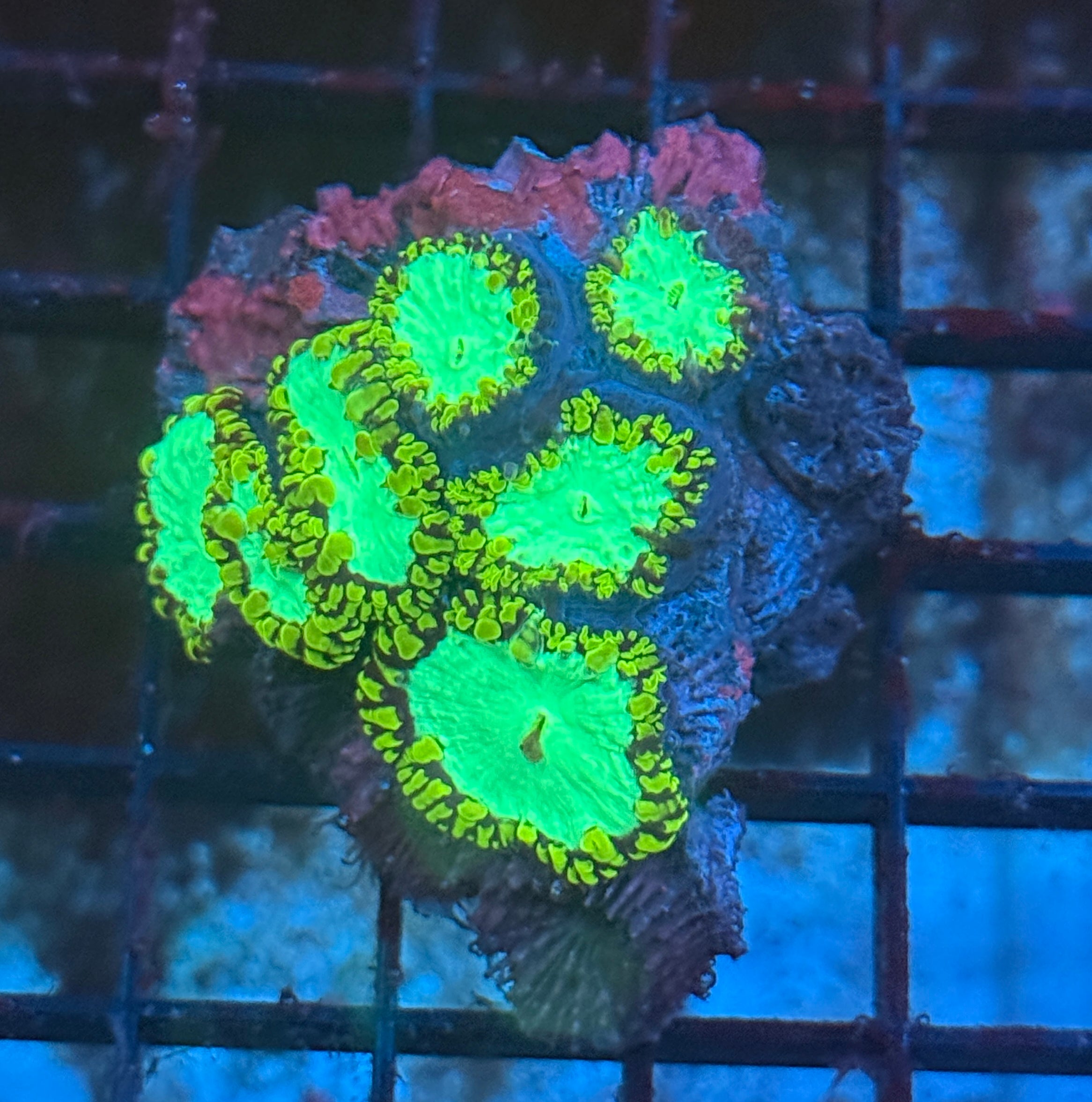 Neon Deep Green Blasto Colony