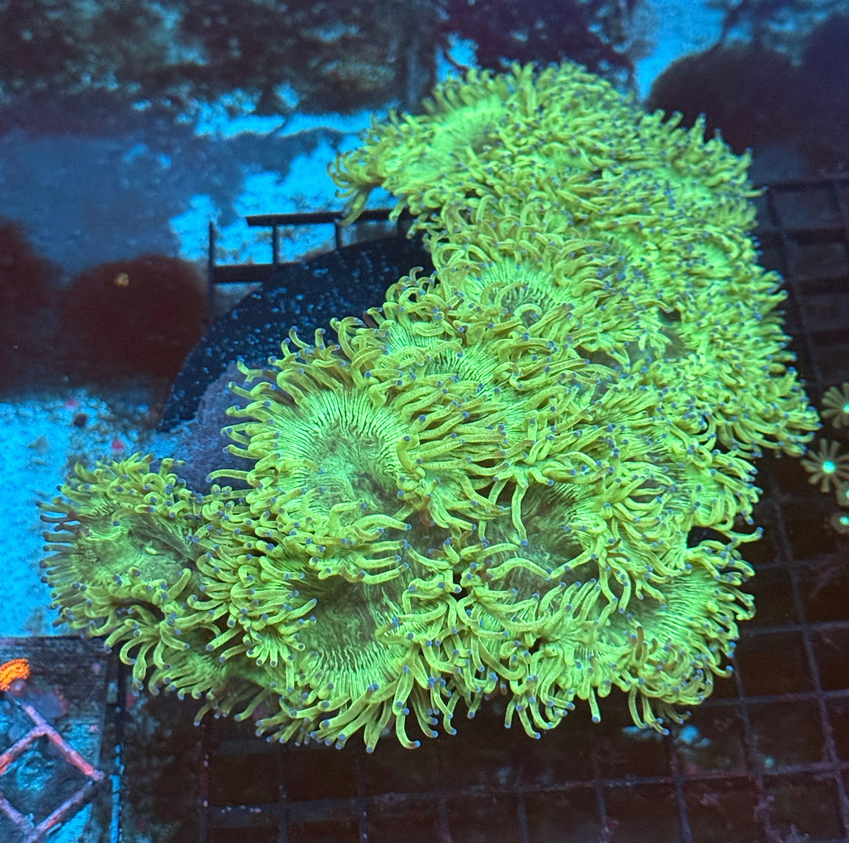 Show Size Blue Tip Elegance Coral