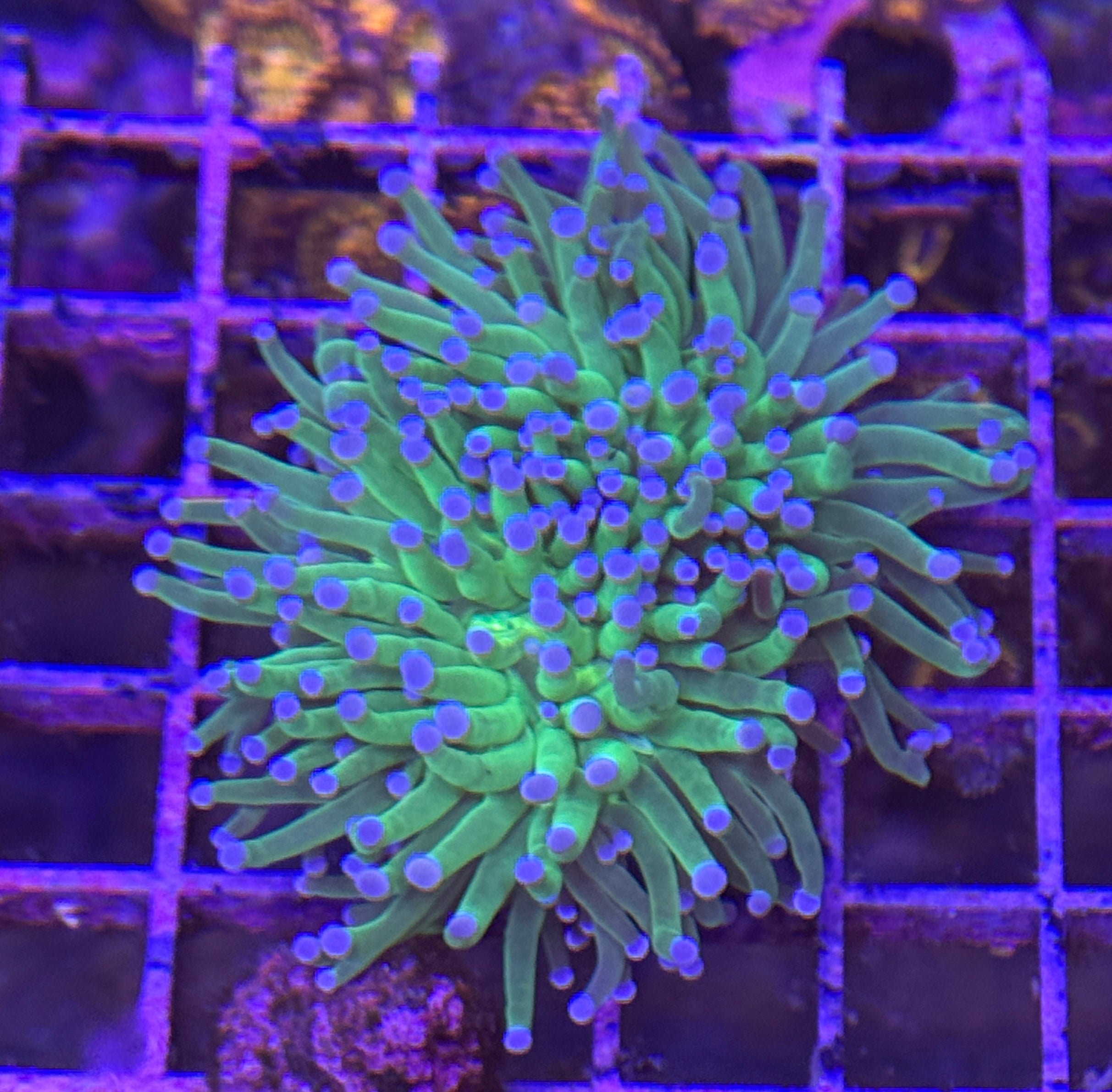 Bright Green Torch with Blue Tips R5C7