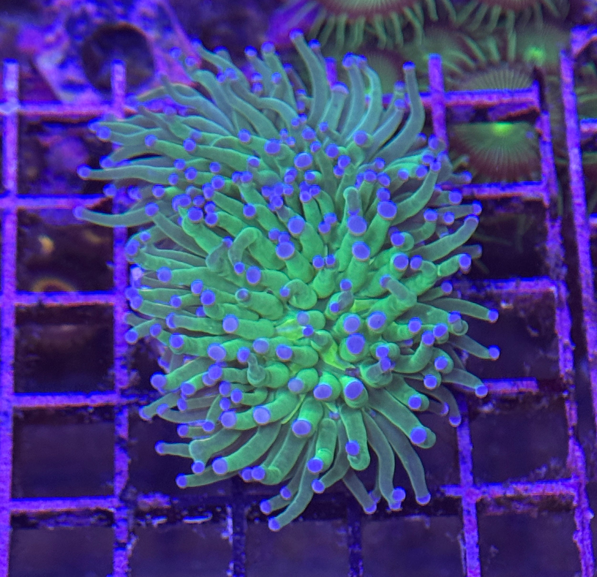 Bright Green Torch with Blue Tips R5D7