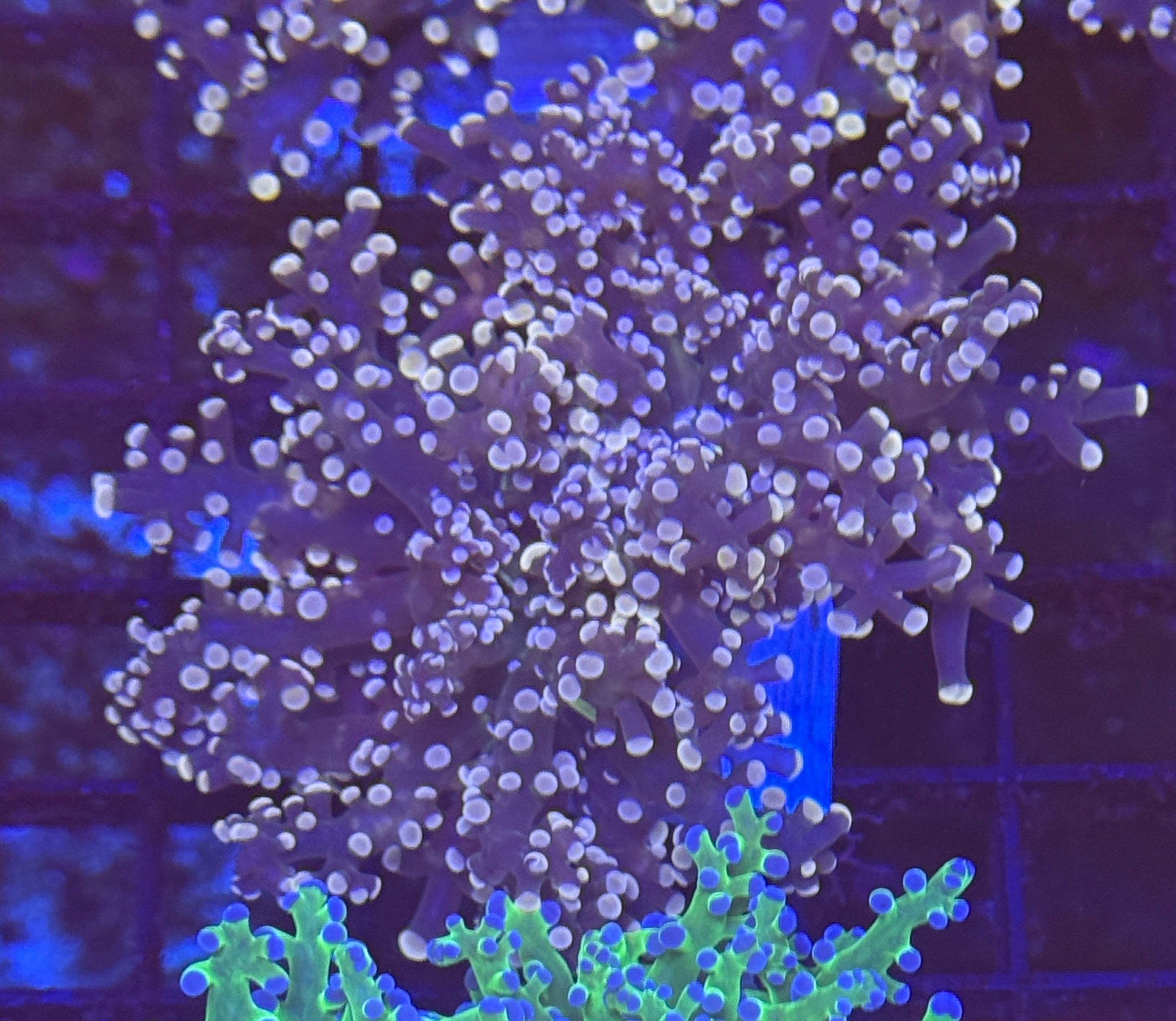 Pink Tip Frogspawn 3