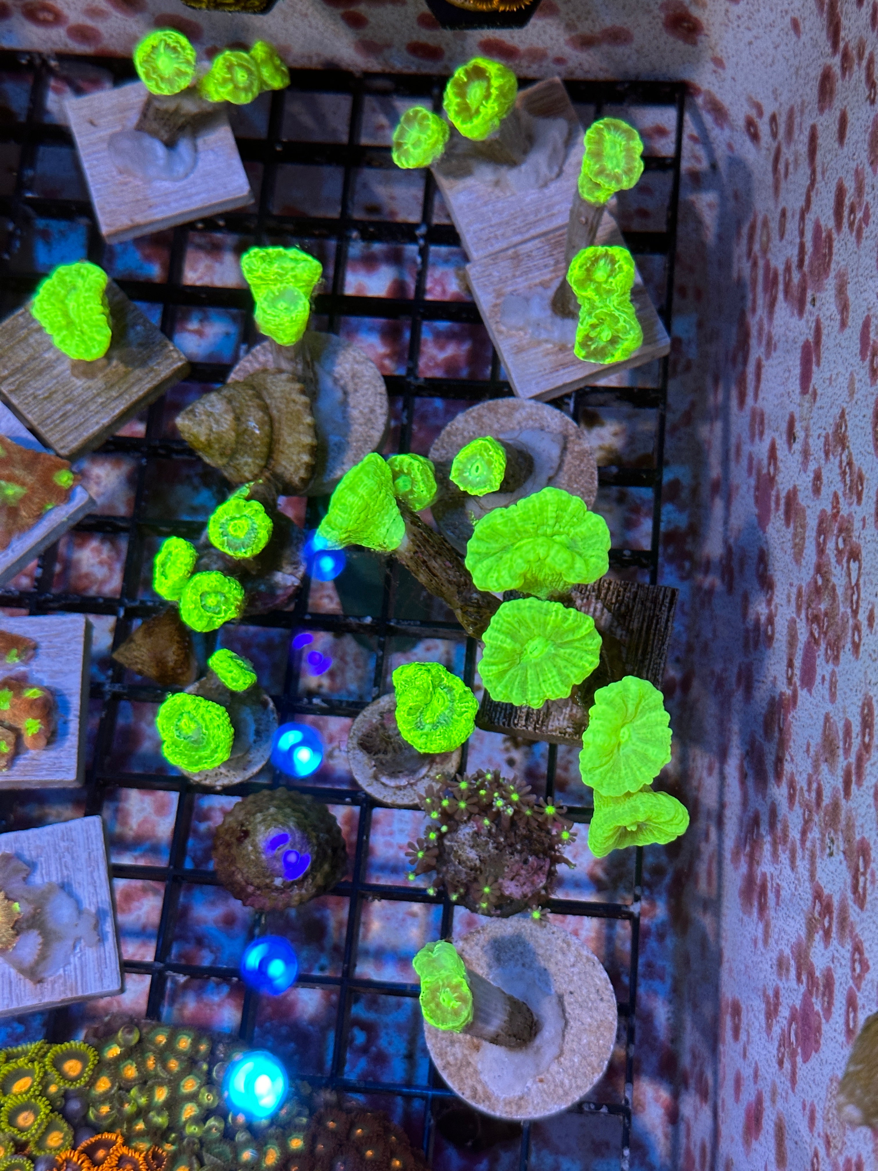 Kryptonite Green Candy Cane Coral Frags