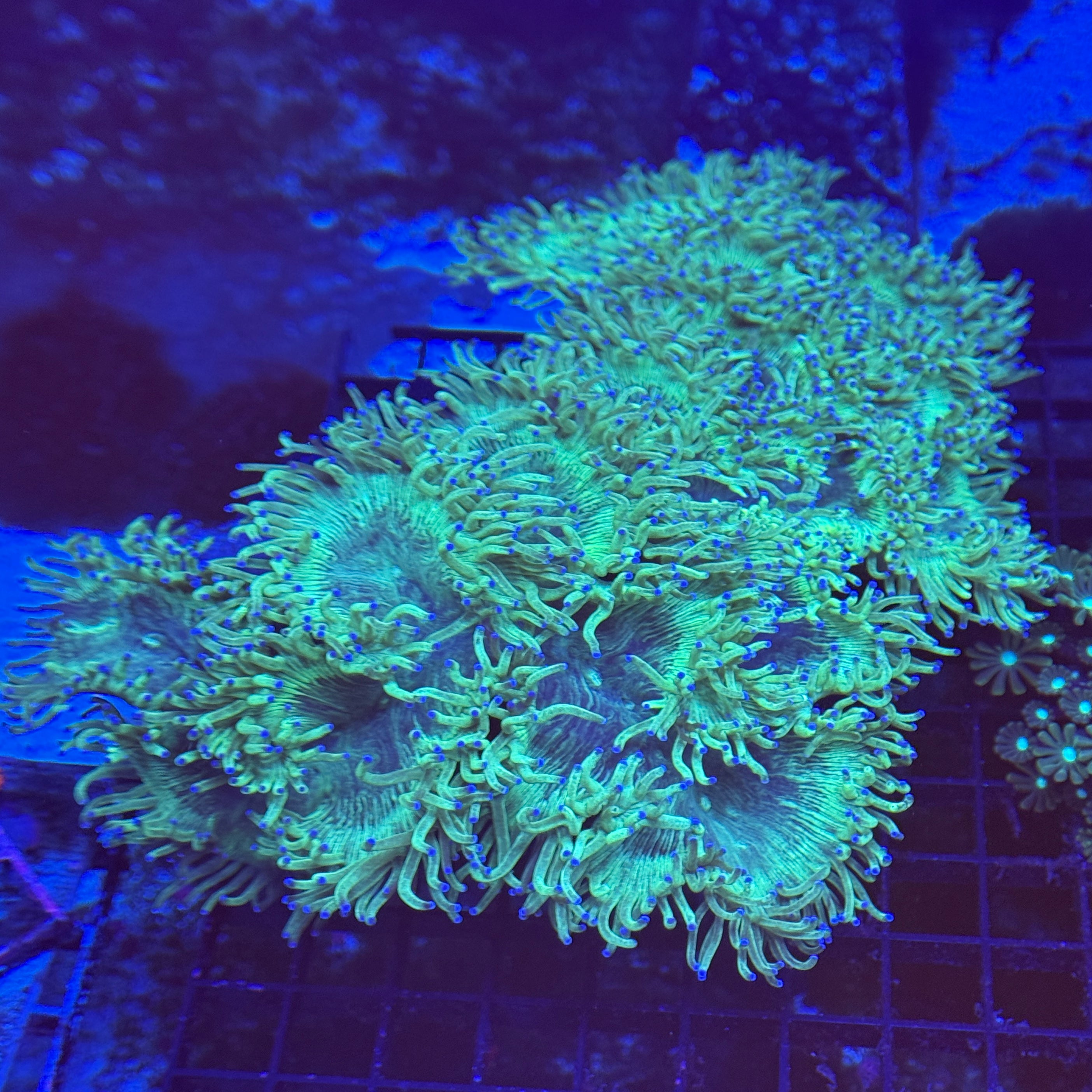 Show Size Blue Tip Elegance Coral