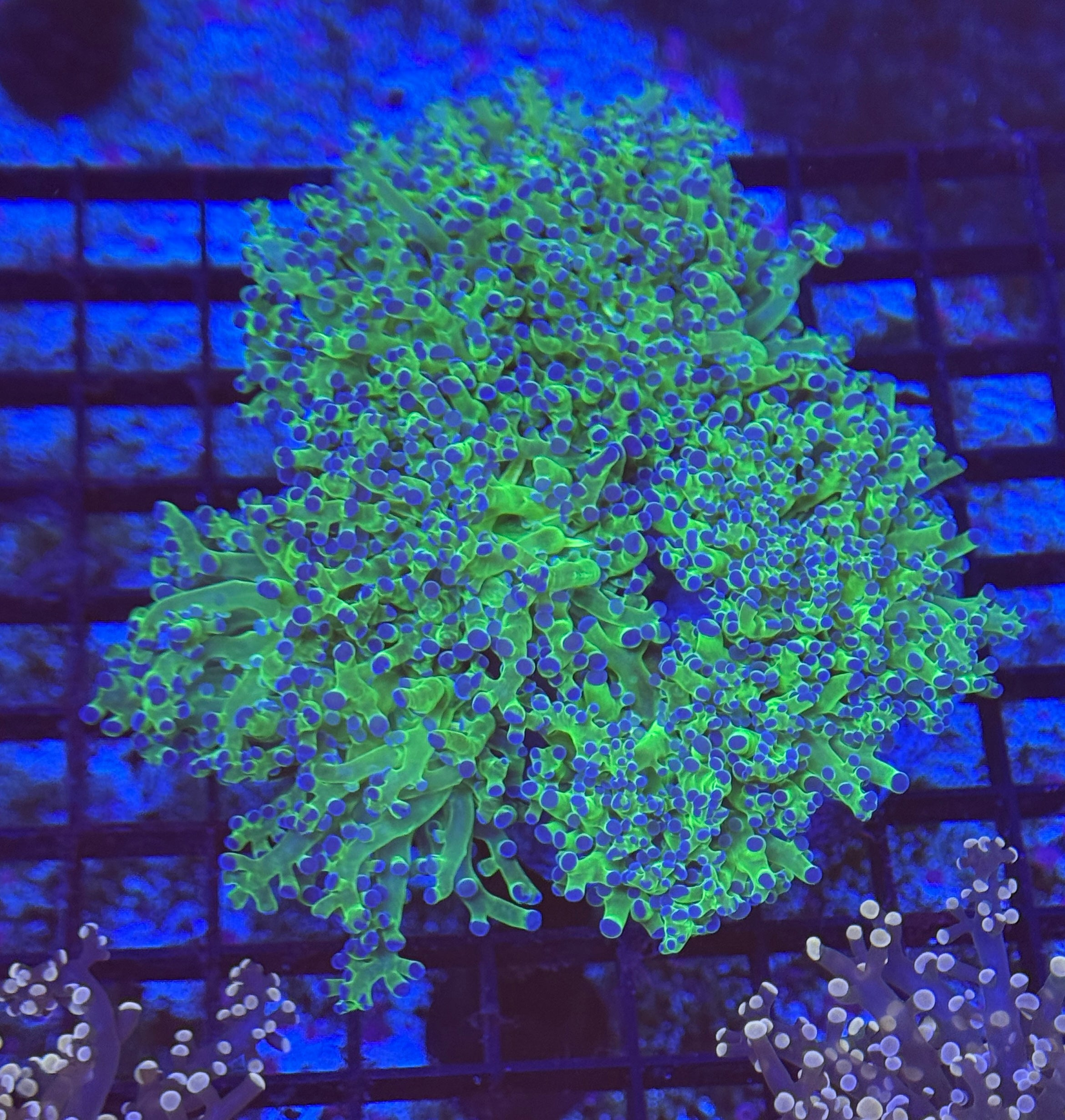 Blue Tip Toxic Green Frogspawn Colony