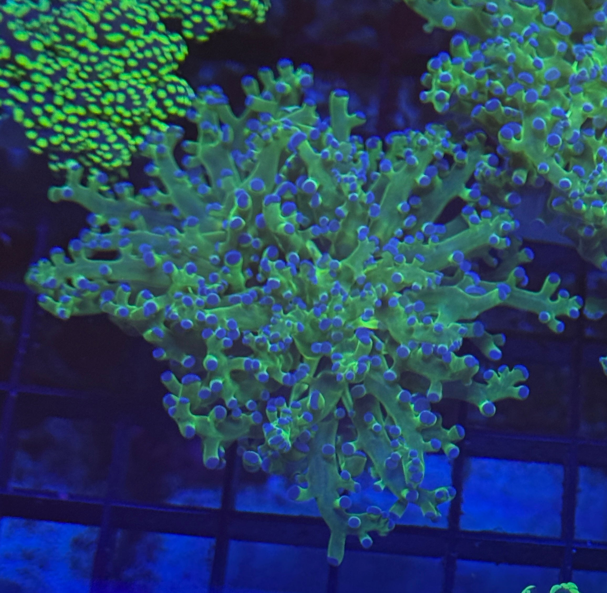 Blue Tip Toxic Green Frogspawn 1