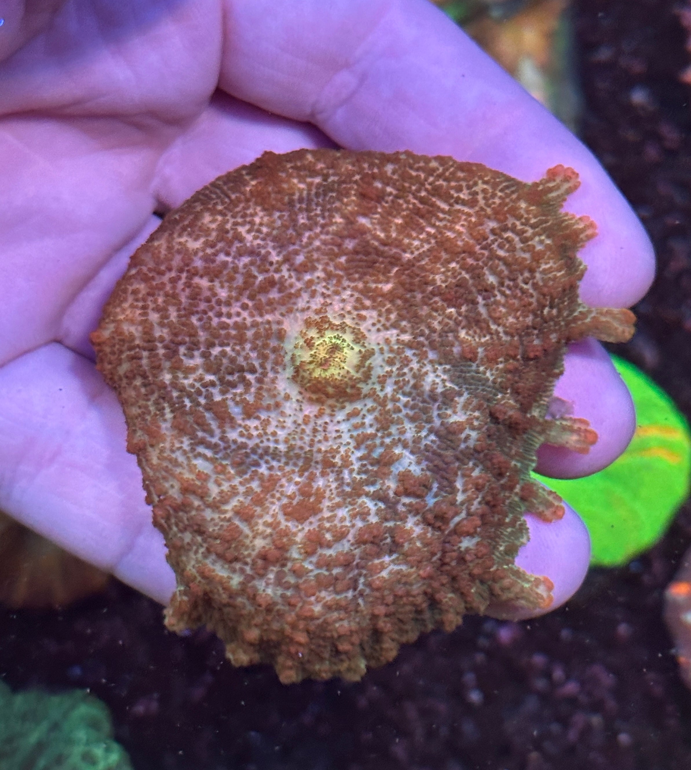 Large Ultra Neglectus Mushroom Coral