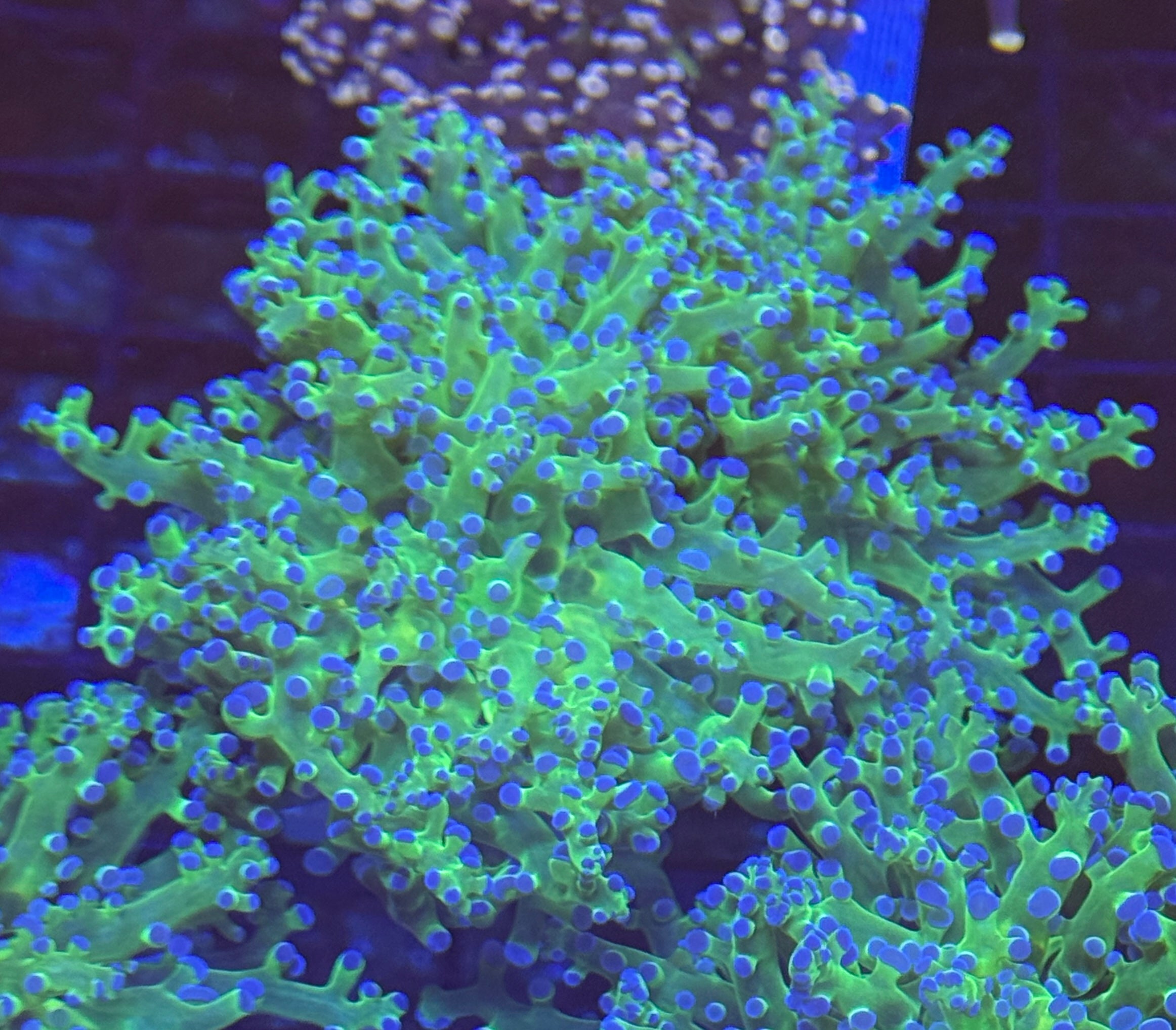 Blue Tip Toxic Green Frogspawn 2