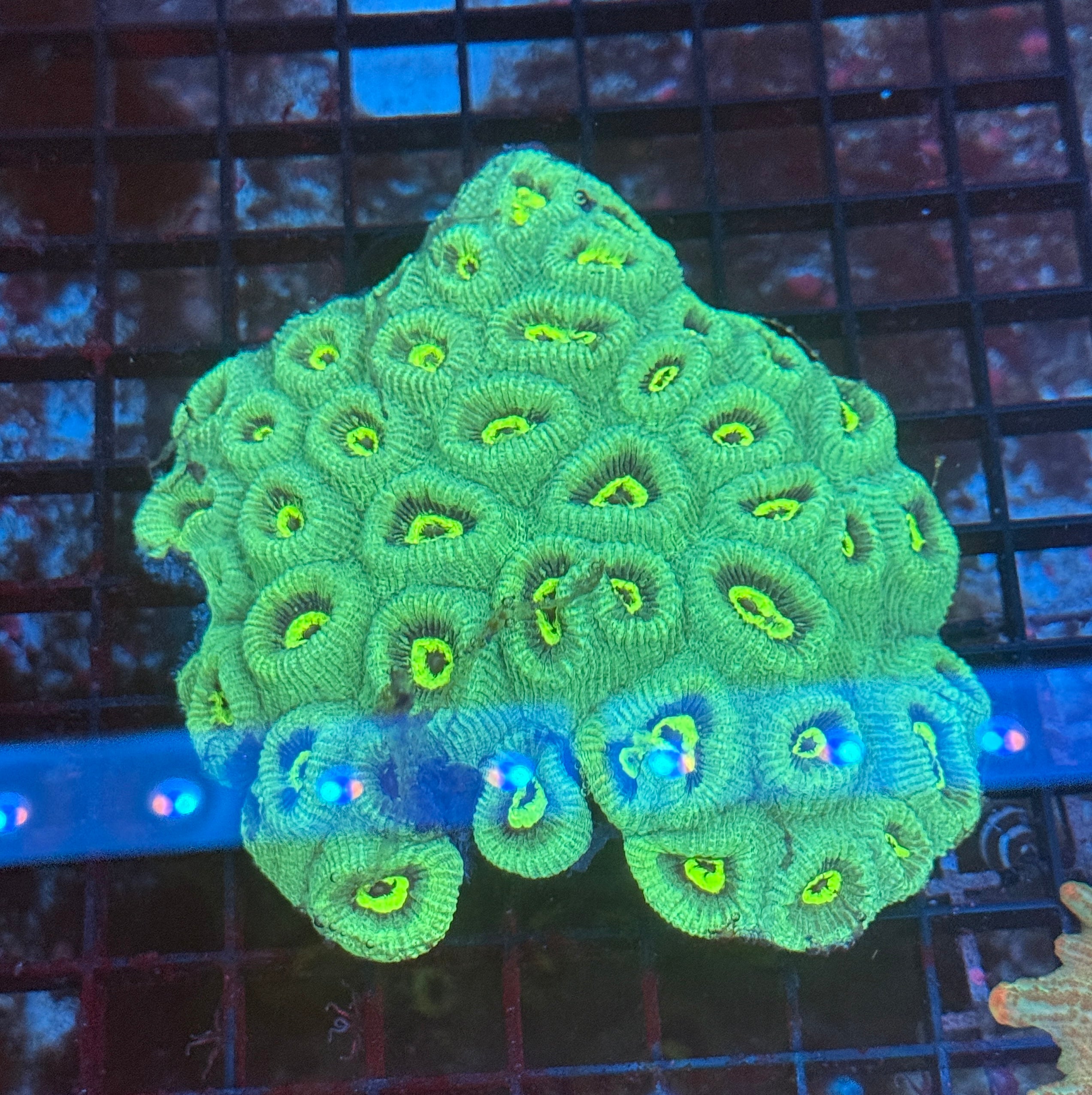 Toxic Neon Green Favia Colony