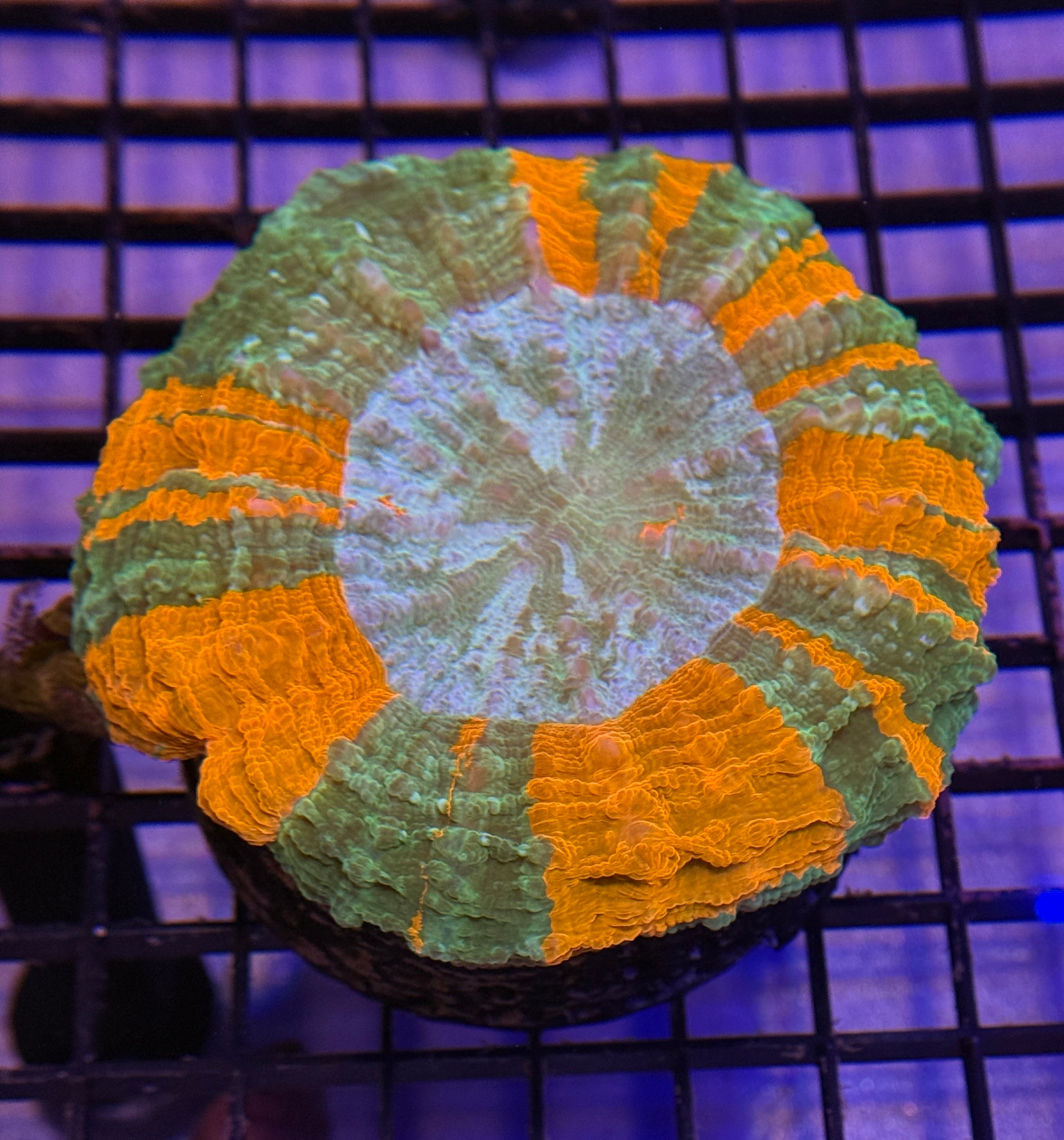 Show Piece Orange and Green Acantho