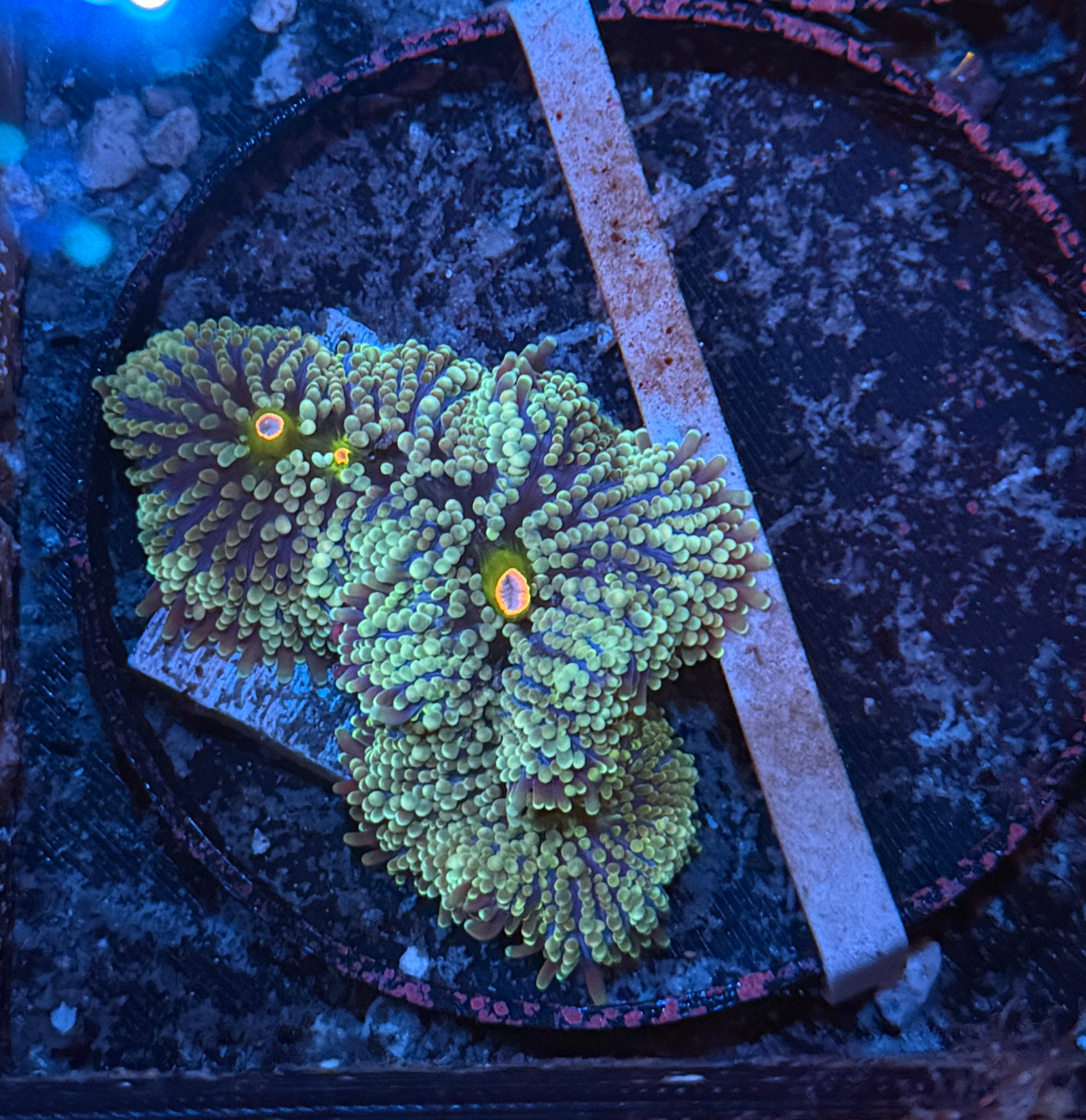 Green with Orange Mouth Ricordia Shroom