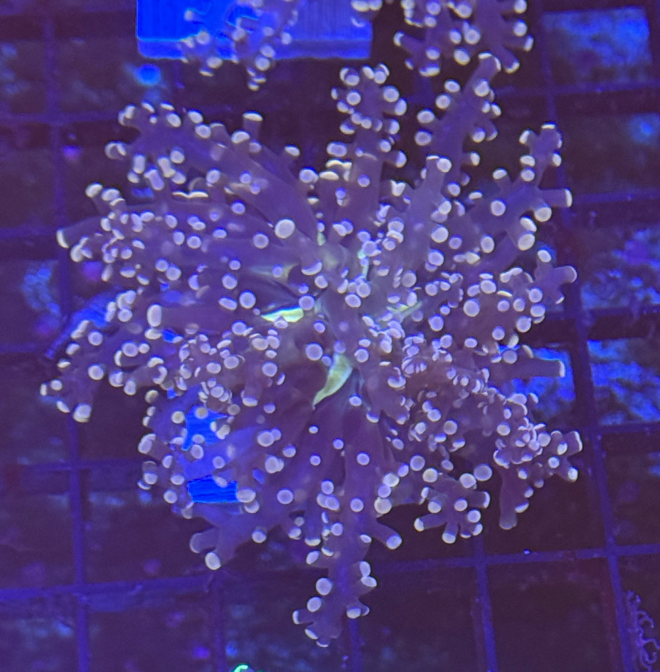 Pink Tip Frogspawn 1