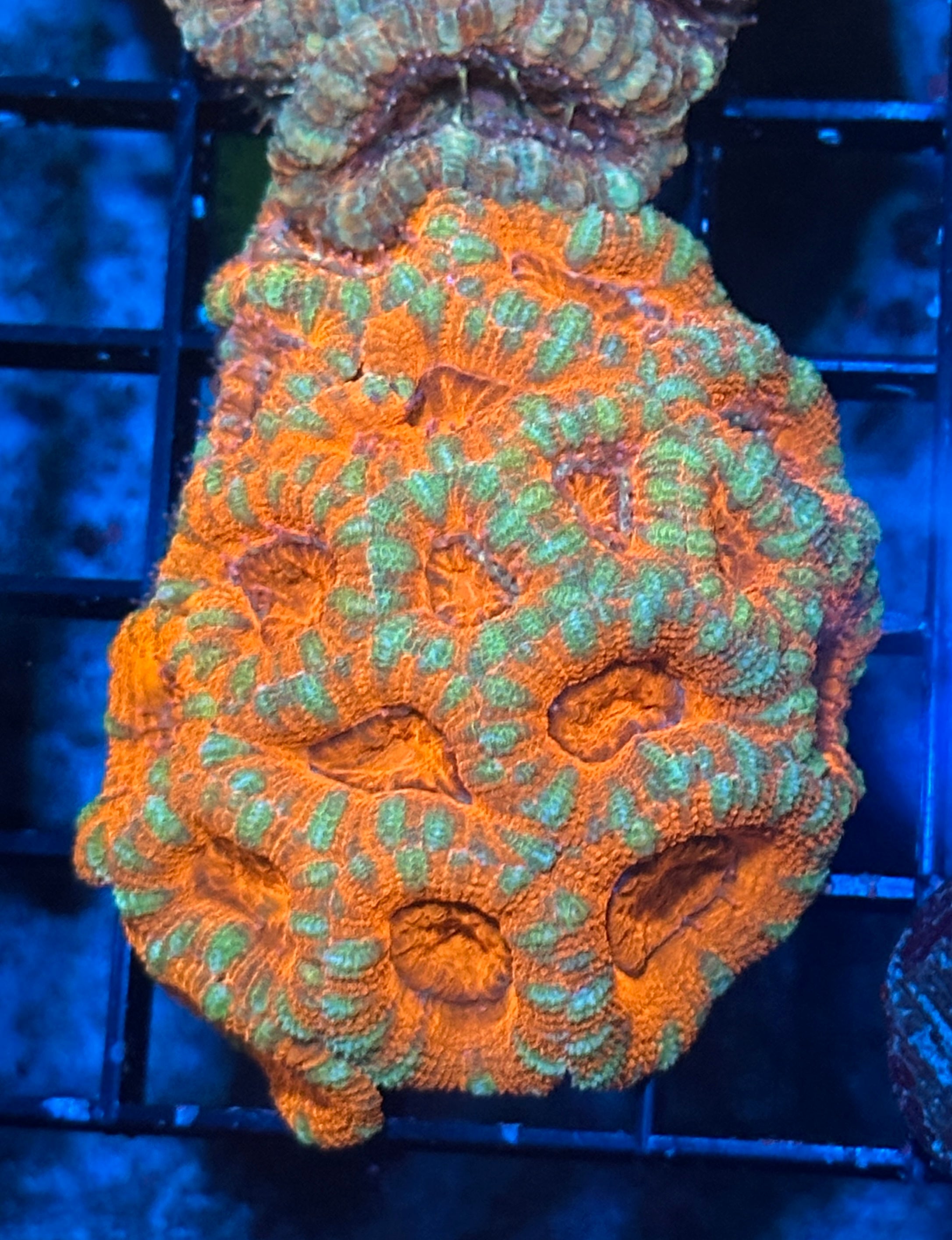 Inside Out Cantelope Asian Acan