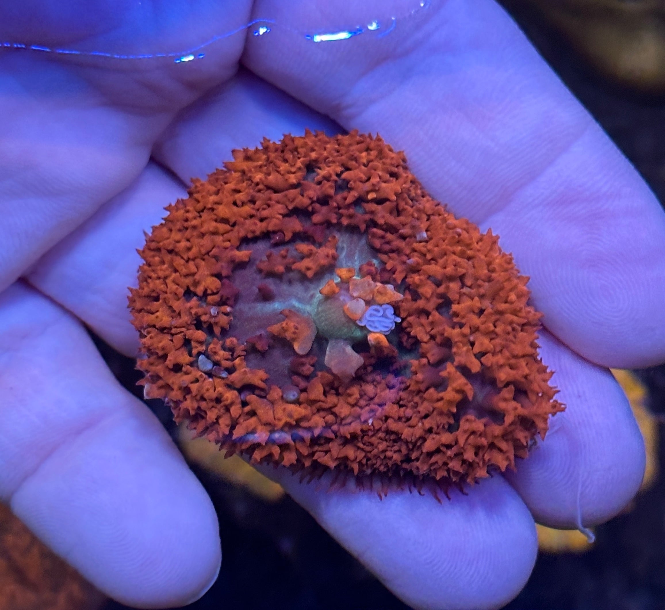 St Thomas Mushroom Red Coral