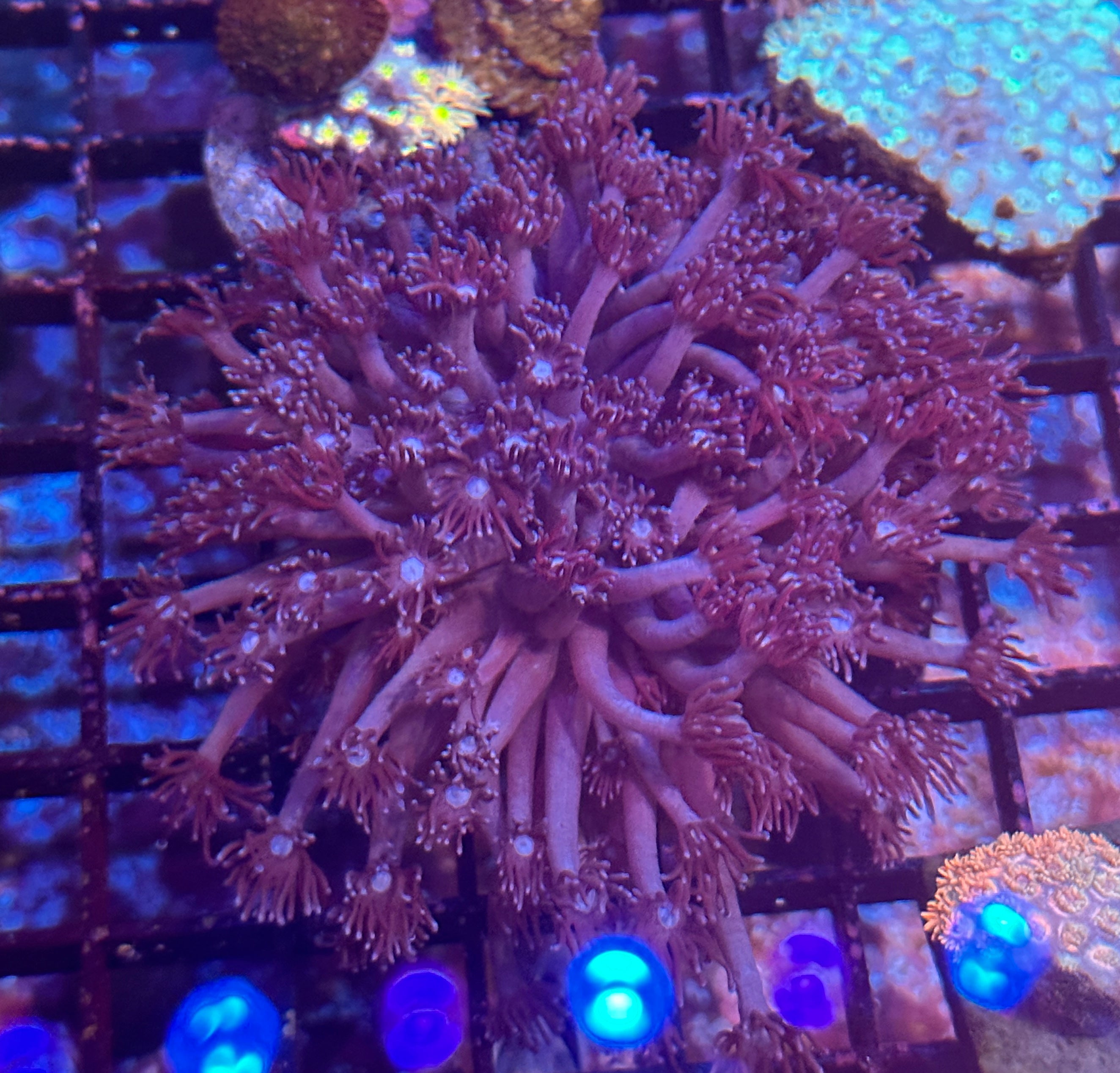 Deep Purple Goni Coral