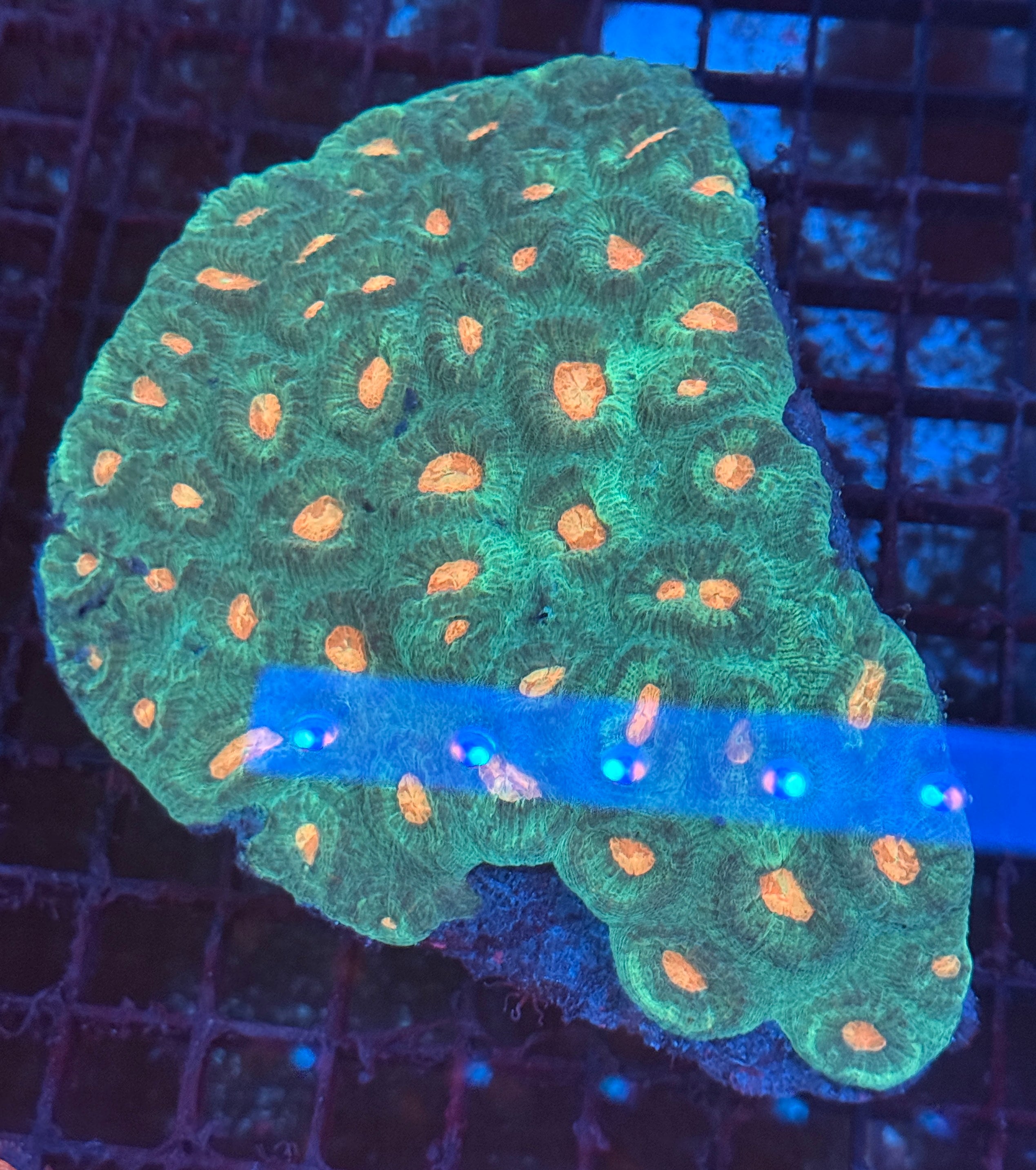 Green and Orange Favia Colony