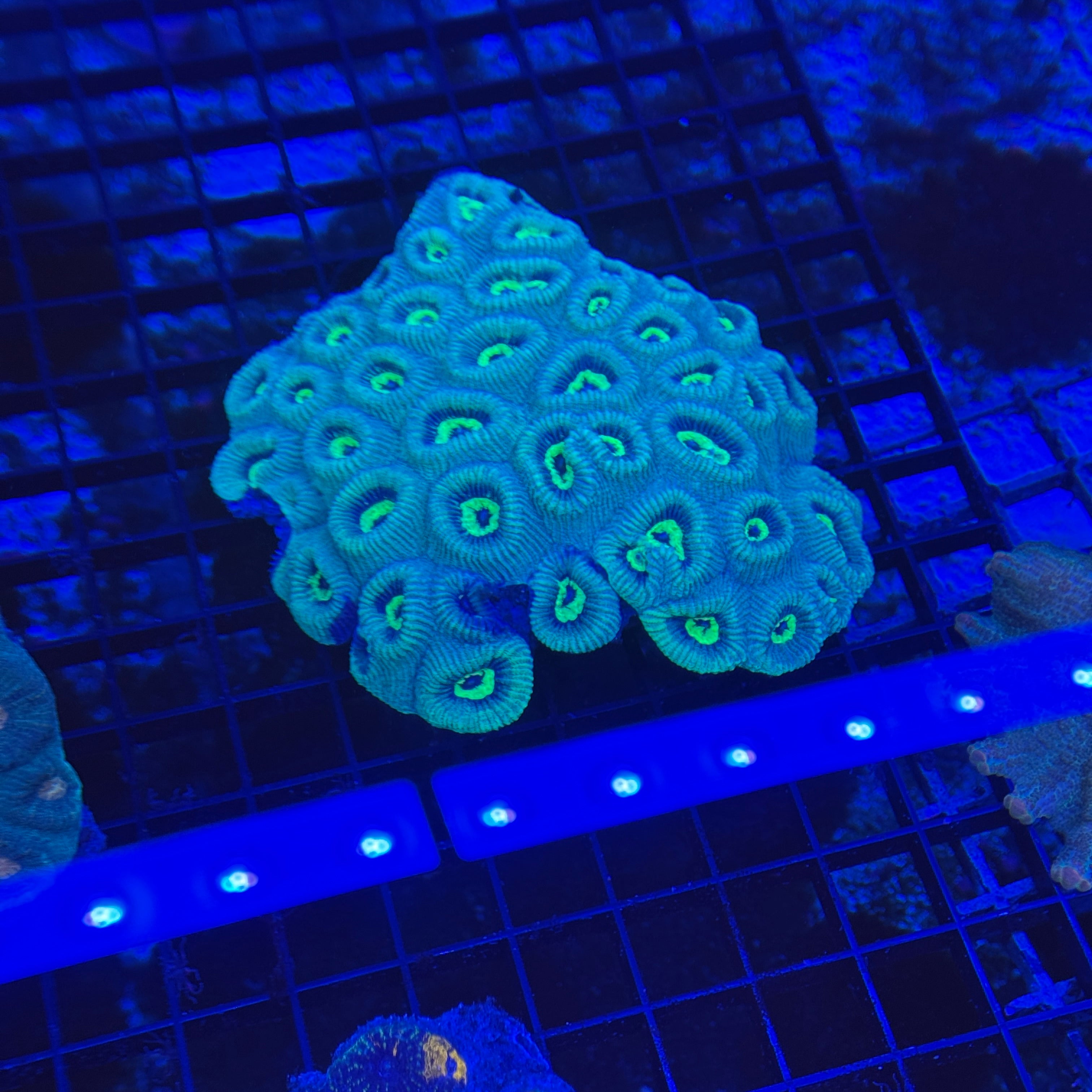 Toxic Neon Green Favia Colony