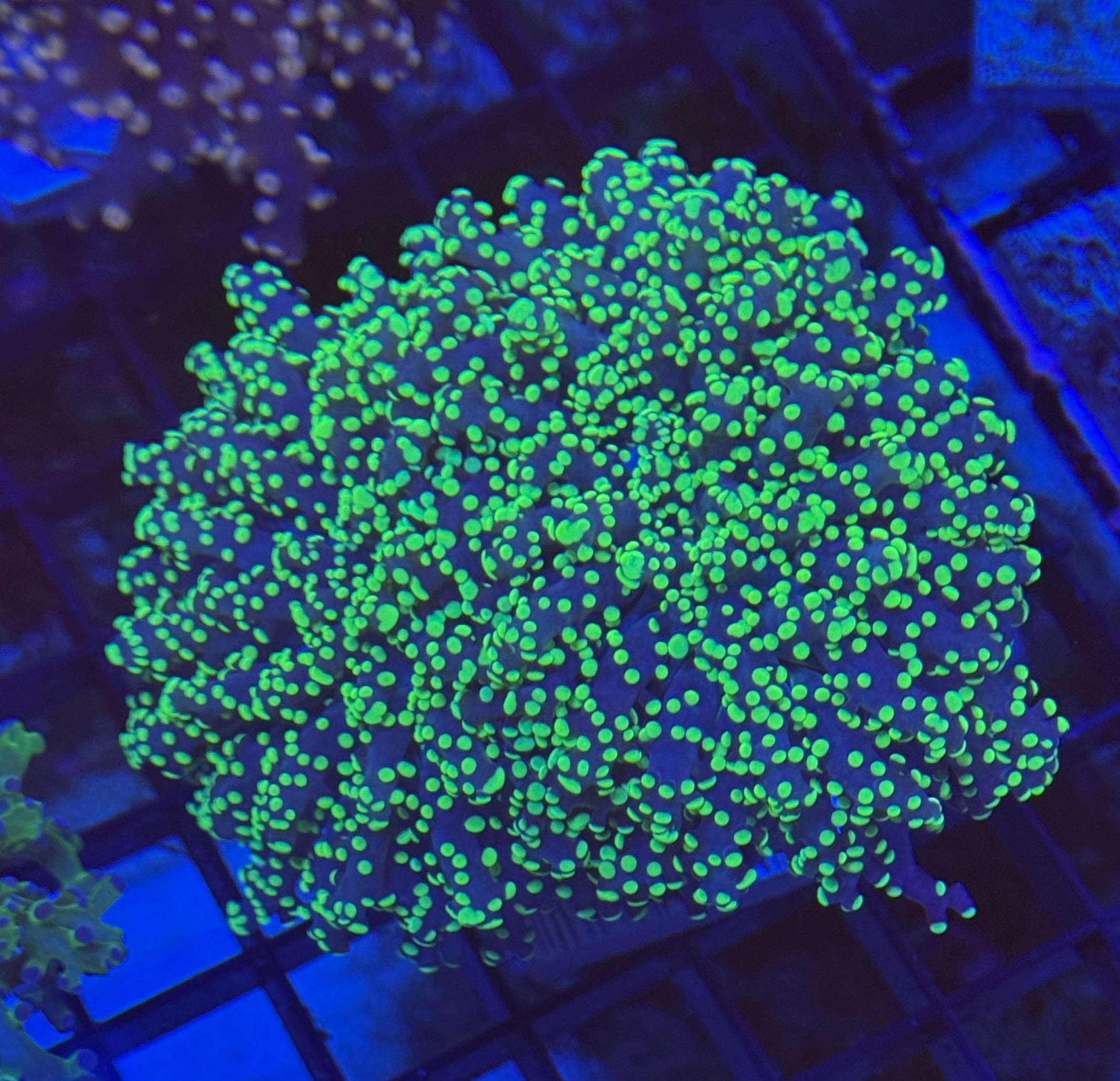 Bright Tip Yaeyamaensis Frogspawn 4