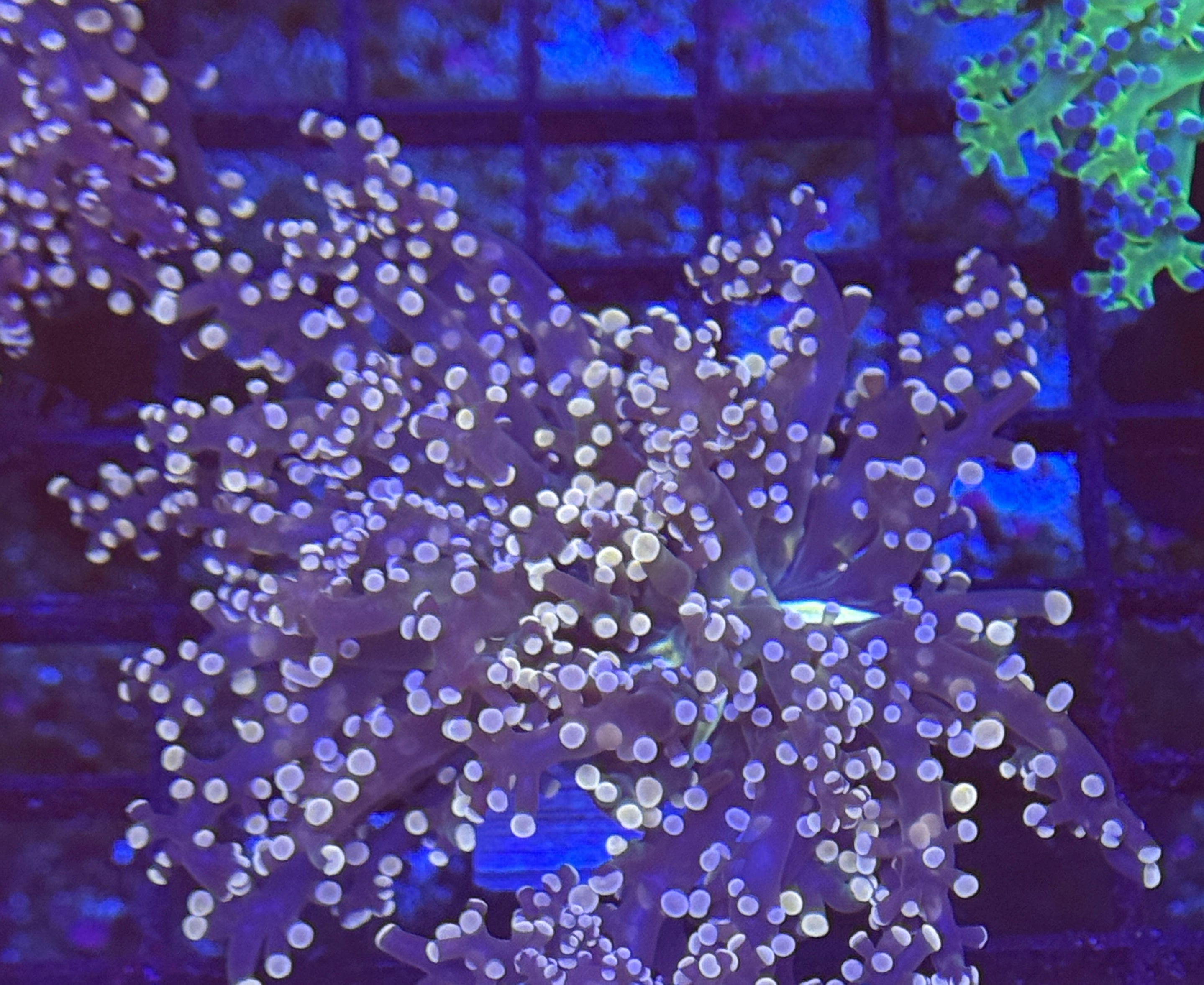 Pink Tip Frogspawn 4