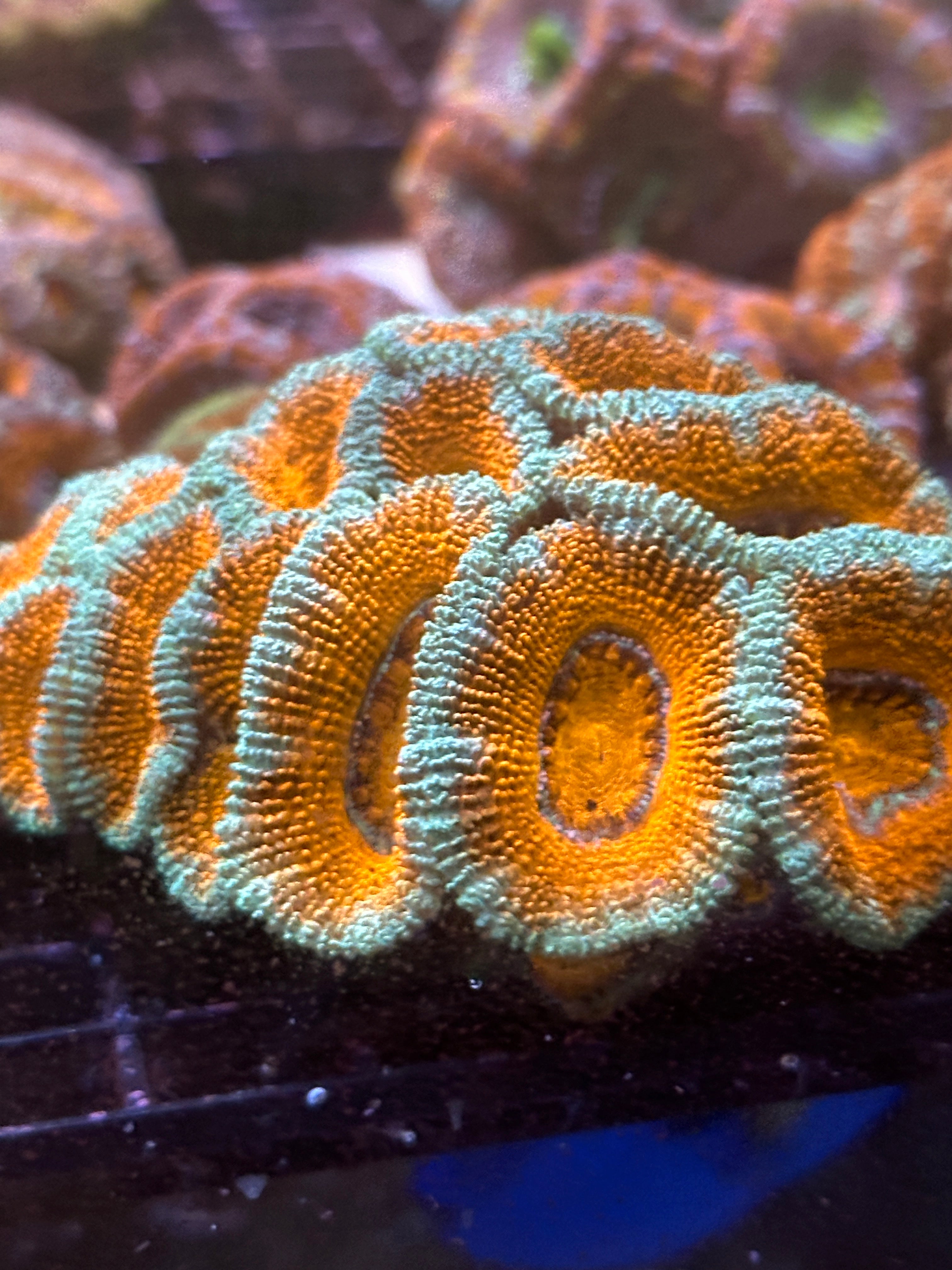Orange and Green Acan Lord Colony