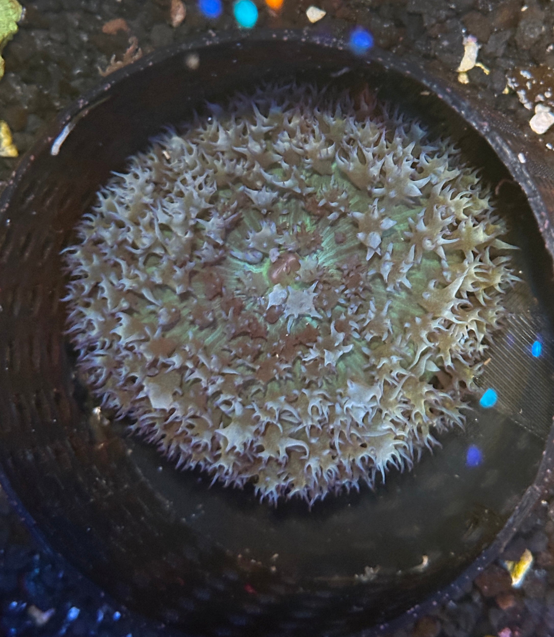 St Thomas Mushroom Large Green Coral