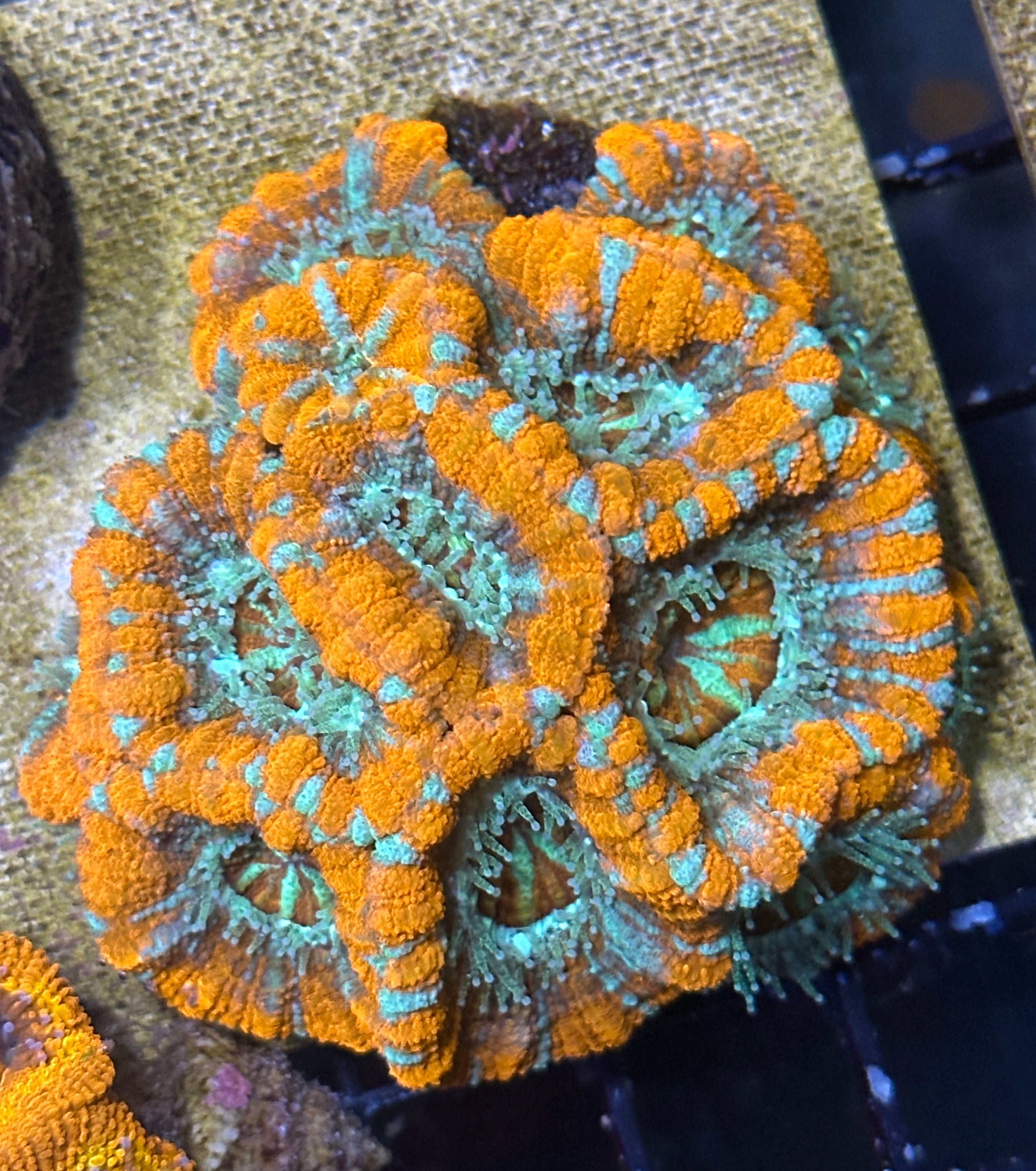 Inside Out Cantelope Asian Acan